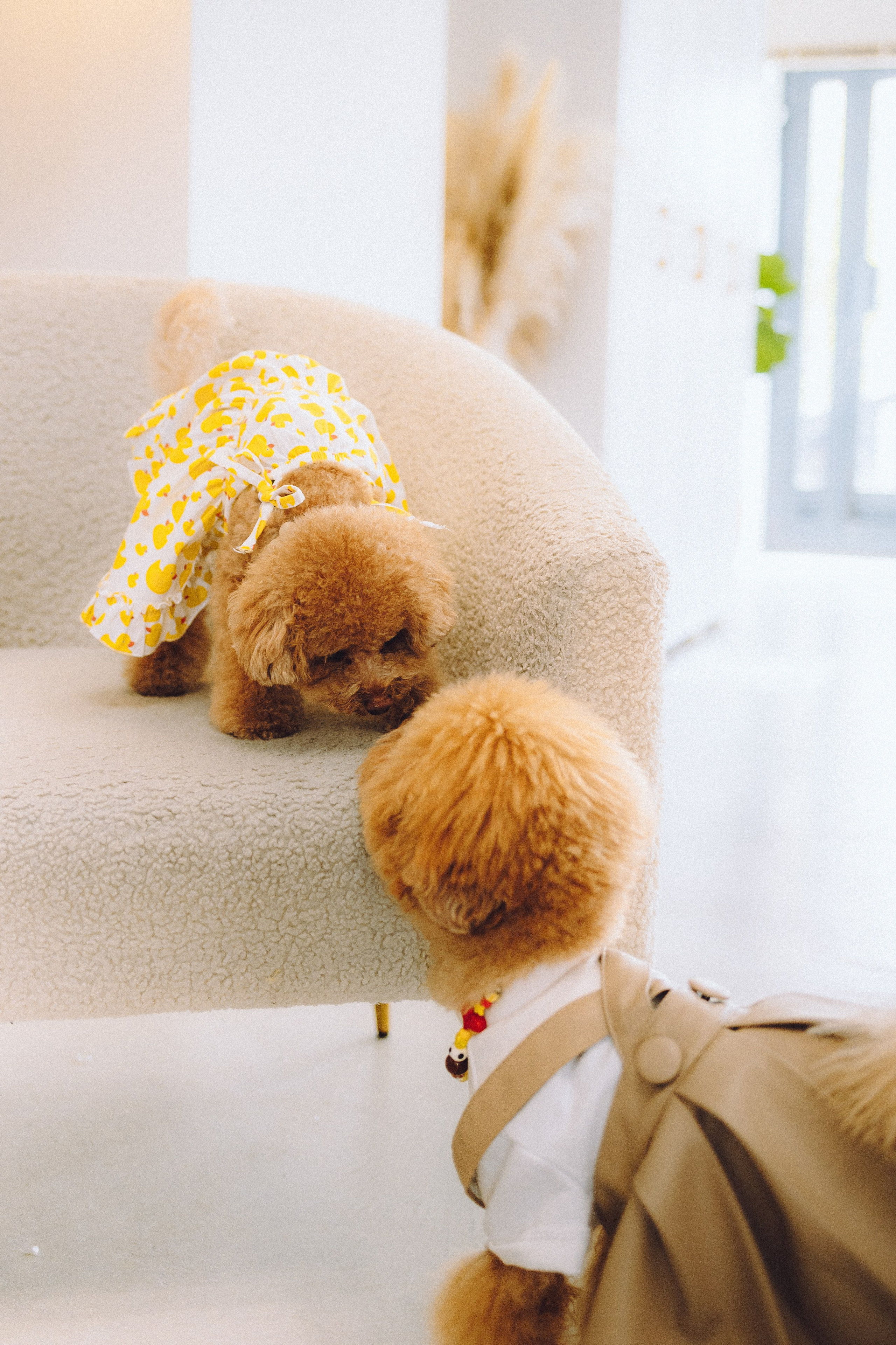 День Рождения пуделя Глаши