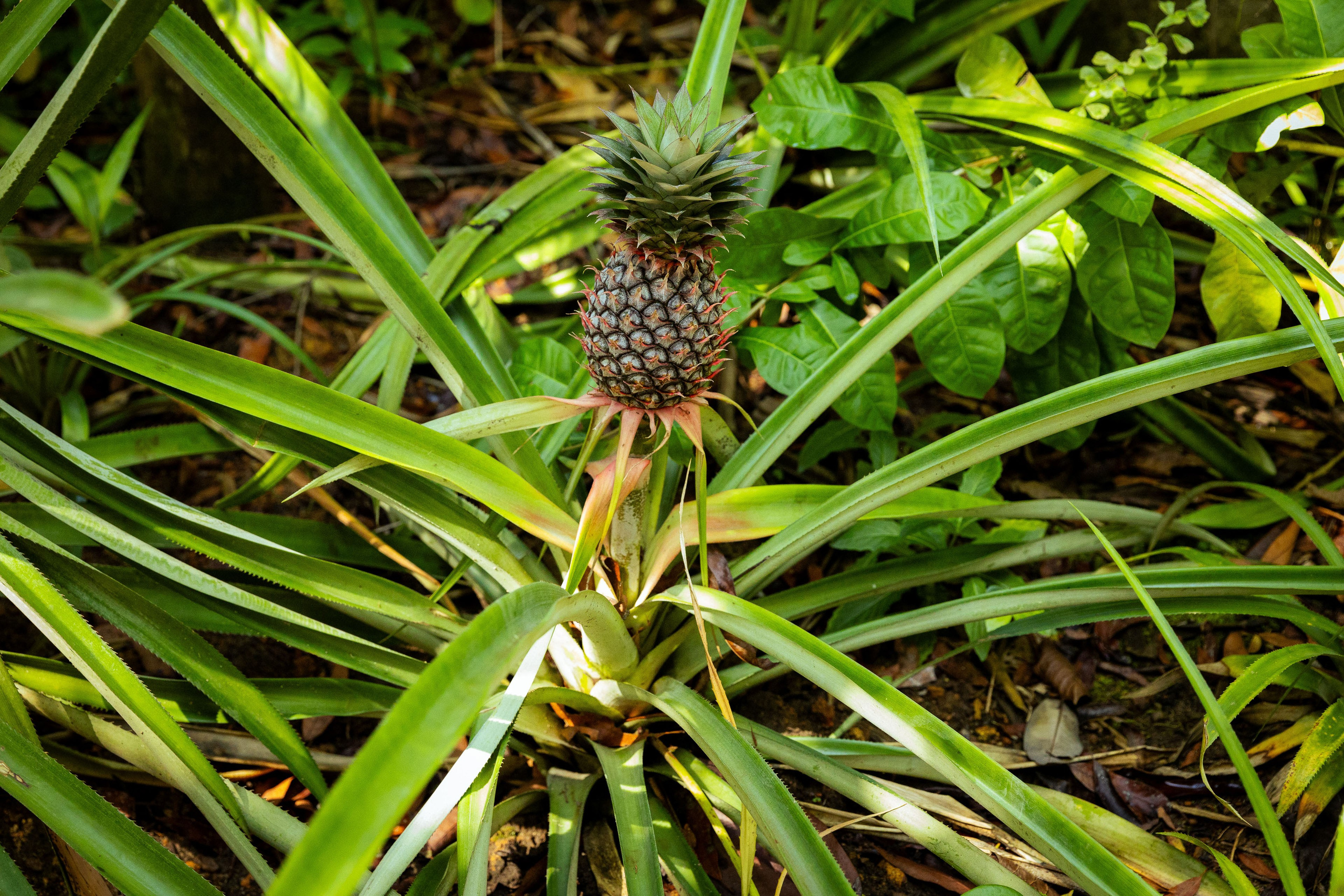 Шри-Ланка (весна 2024). Фотограф Виноградов Константин