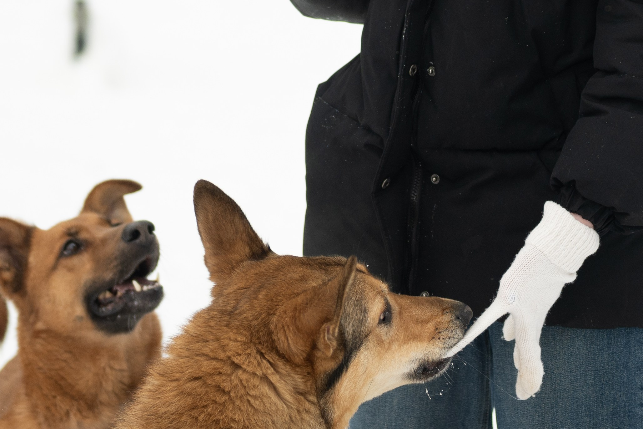 Приют «Искра». Фотограф и видеограф в Москве Анна Матюхина