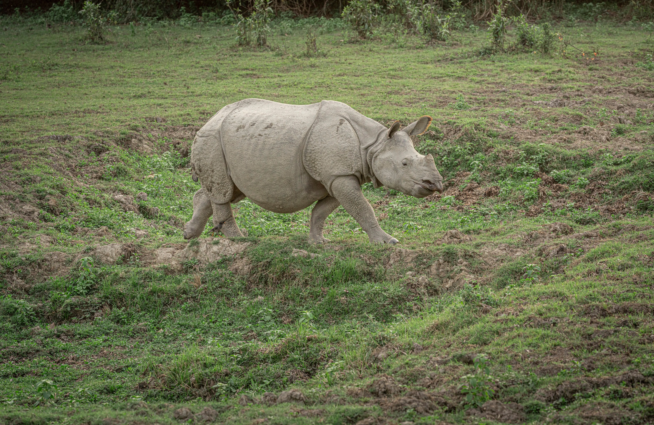 India travel. Фотограф Сергей Танков
