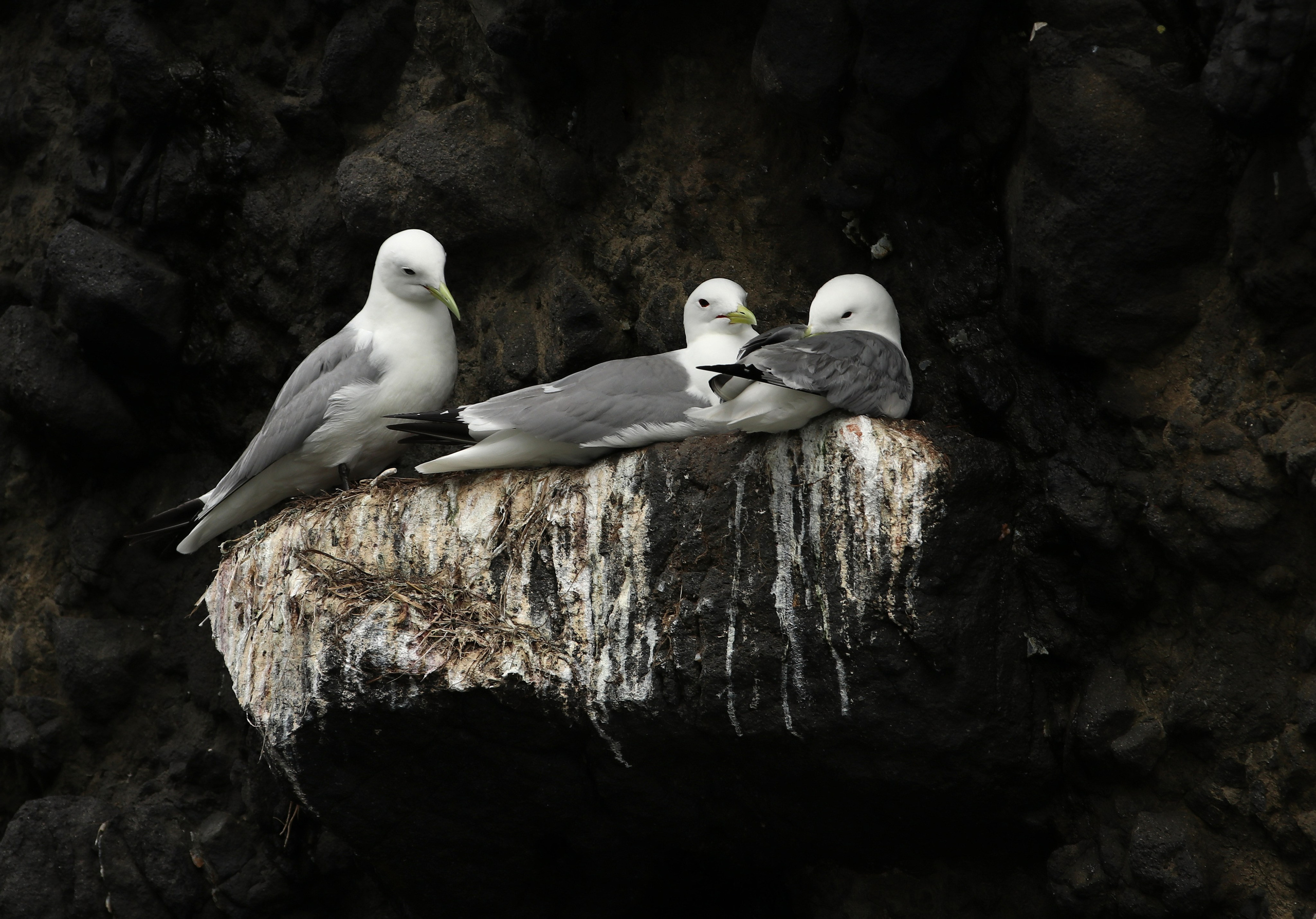 Камчатка и о. Парамушир. Июль 2024. Путешественник-фотограф из Санкт-Петербурга Татьяна Свистулина