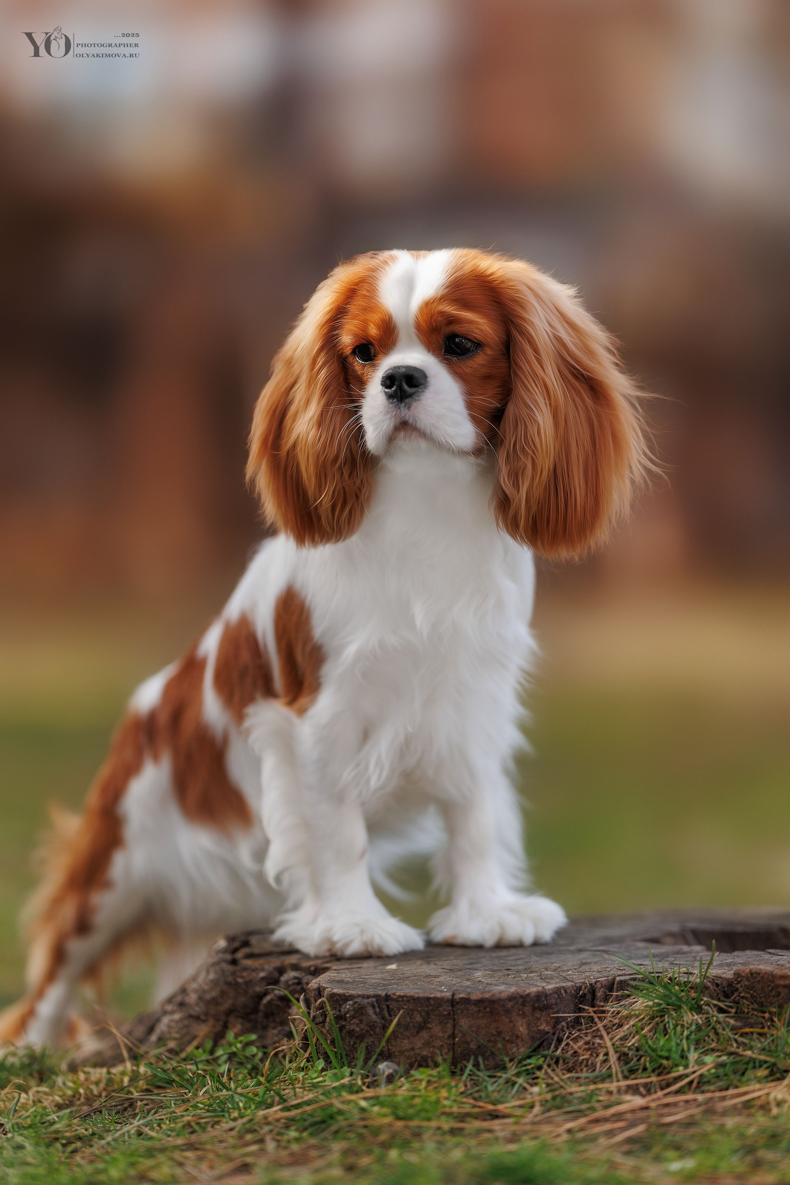 Экстерьер. Фотограф