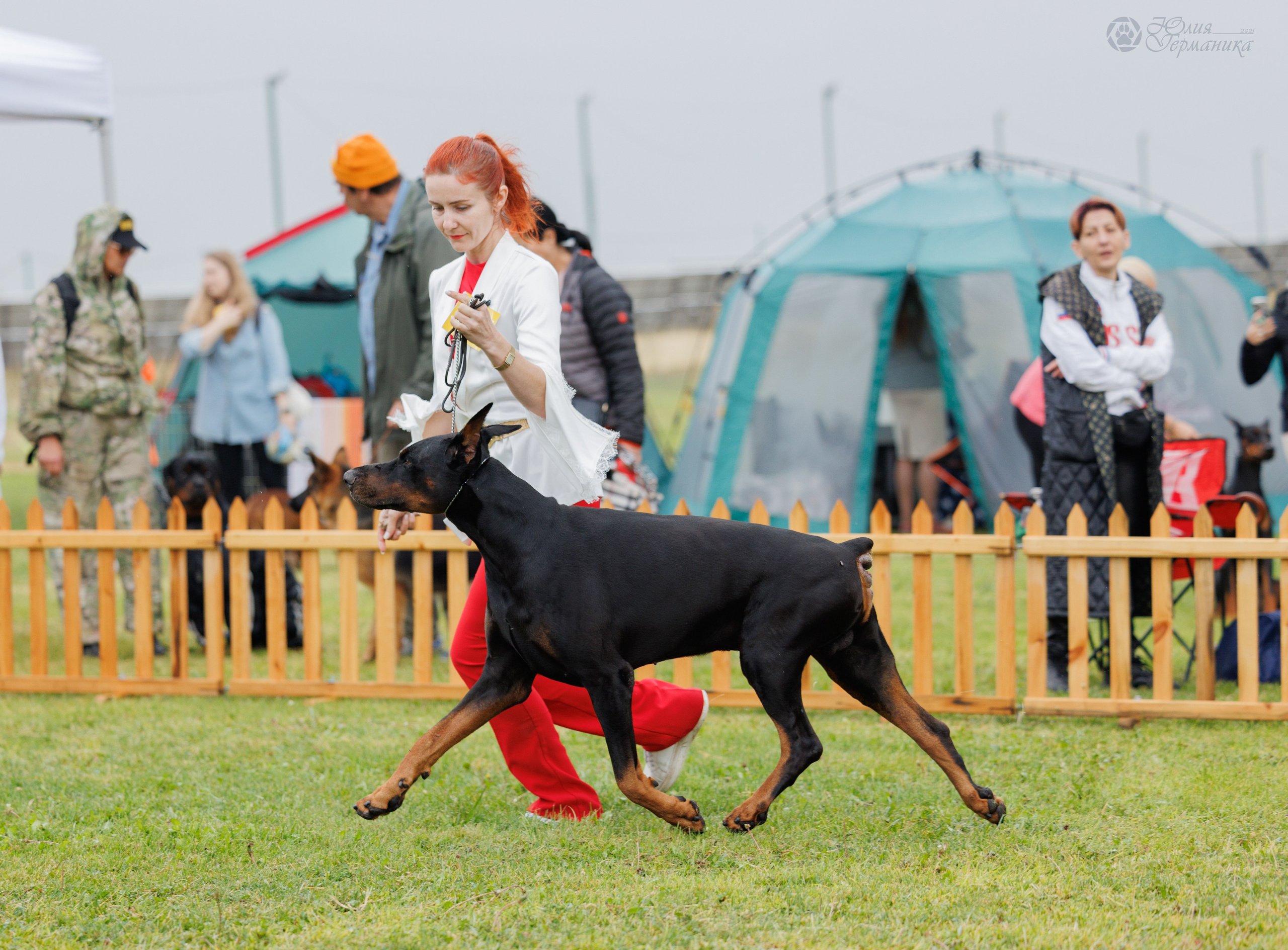 Армения,Ереван 3хCACIB 15-17.10.2024. Фотограф-анималист Юлия Германика