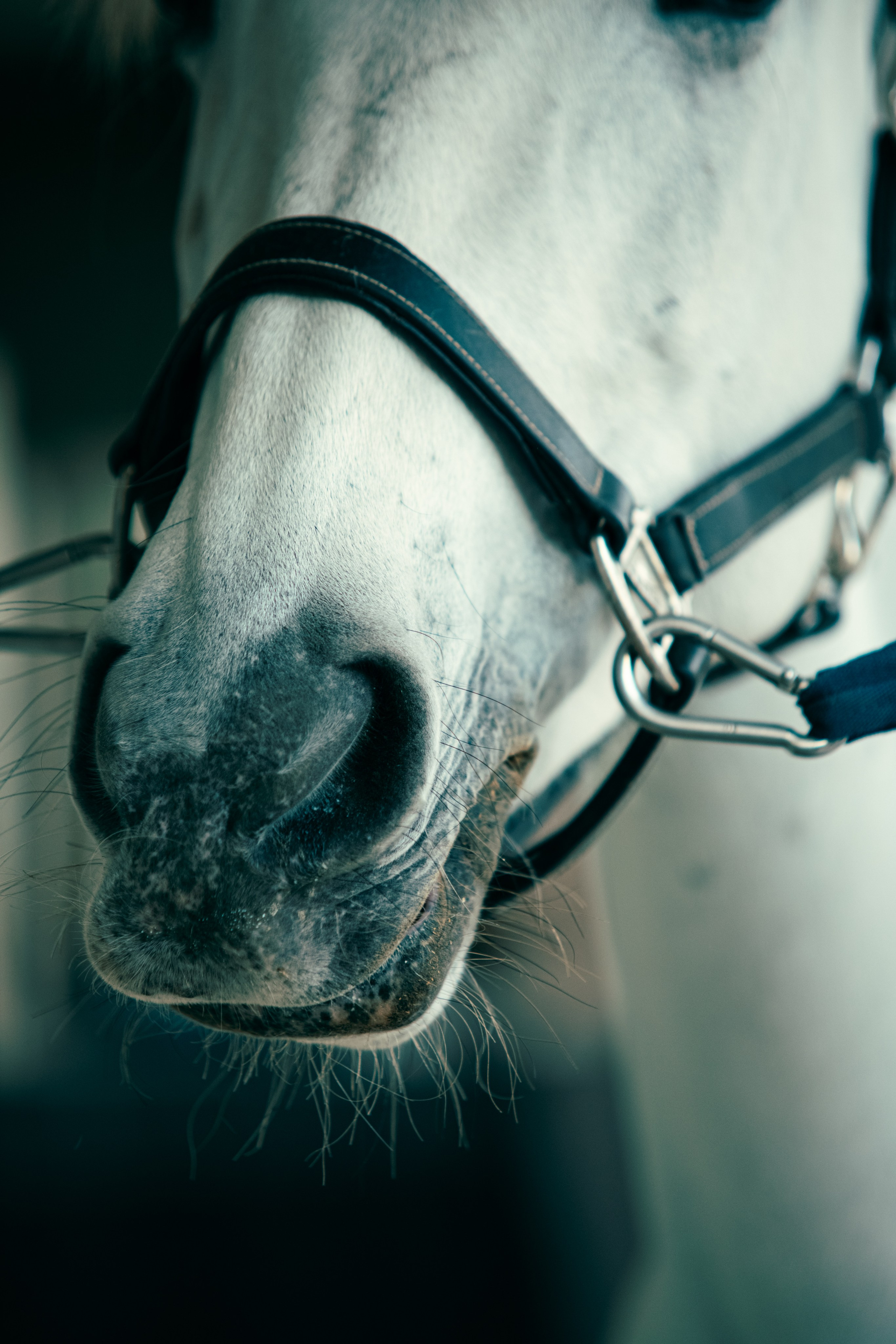 HORSES. Anastasiia Antoniuk portrait, family and couple photographer, Portugal