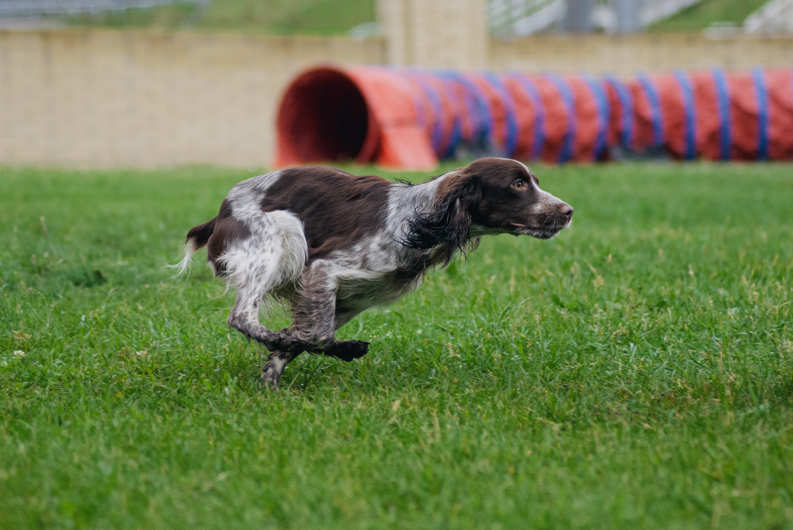 Аджилити. Фотограф в Тюмени Лизавета Сапицкая
