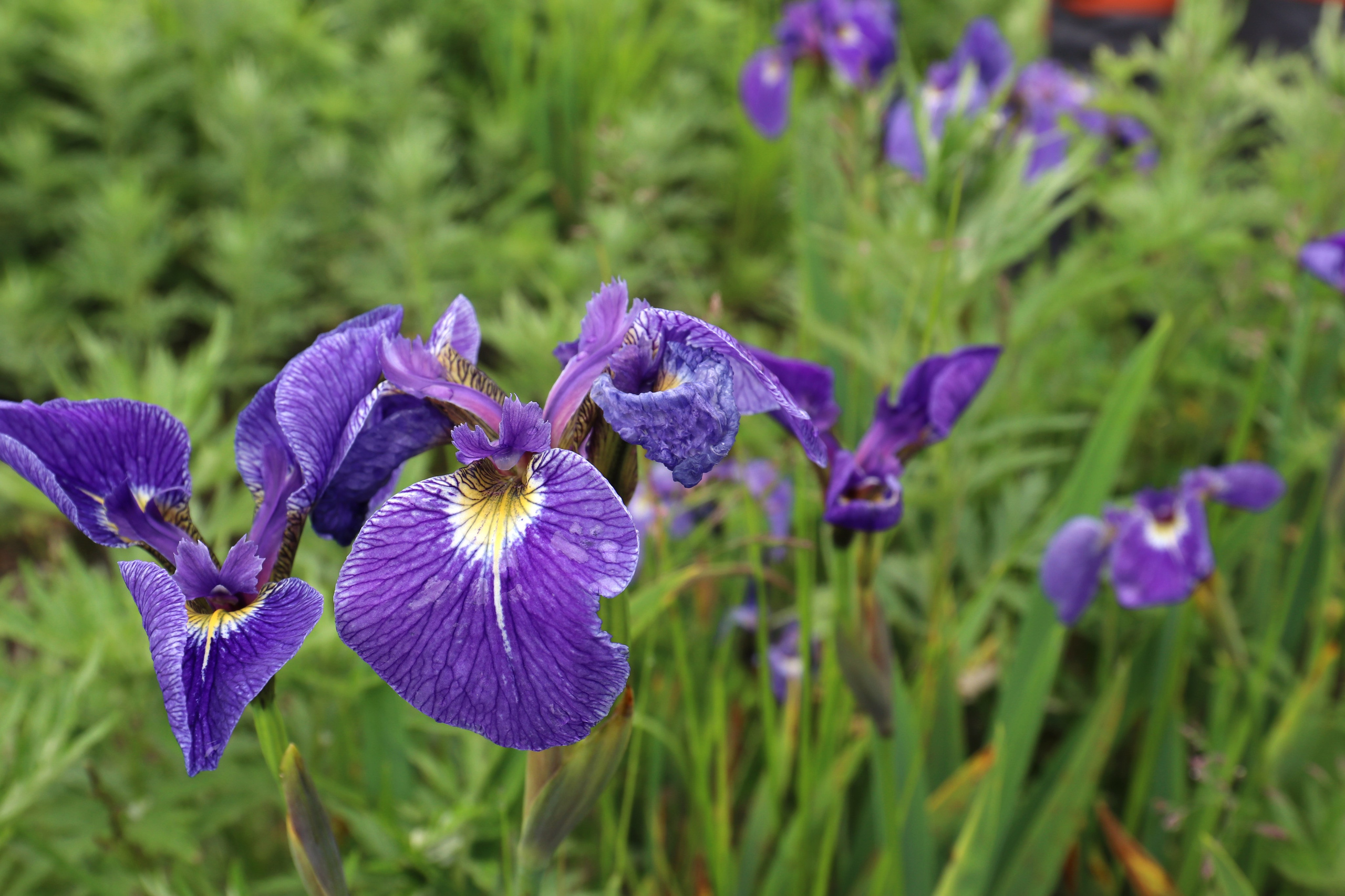 Камчатка и о. Парамушир. Июль 2024. Путешественник-фотограф из Санкт-Петербурга Татьяна Свистулина