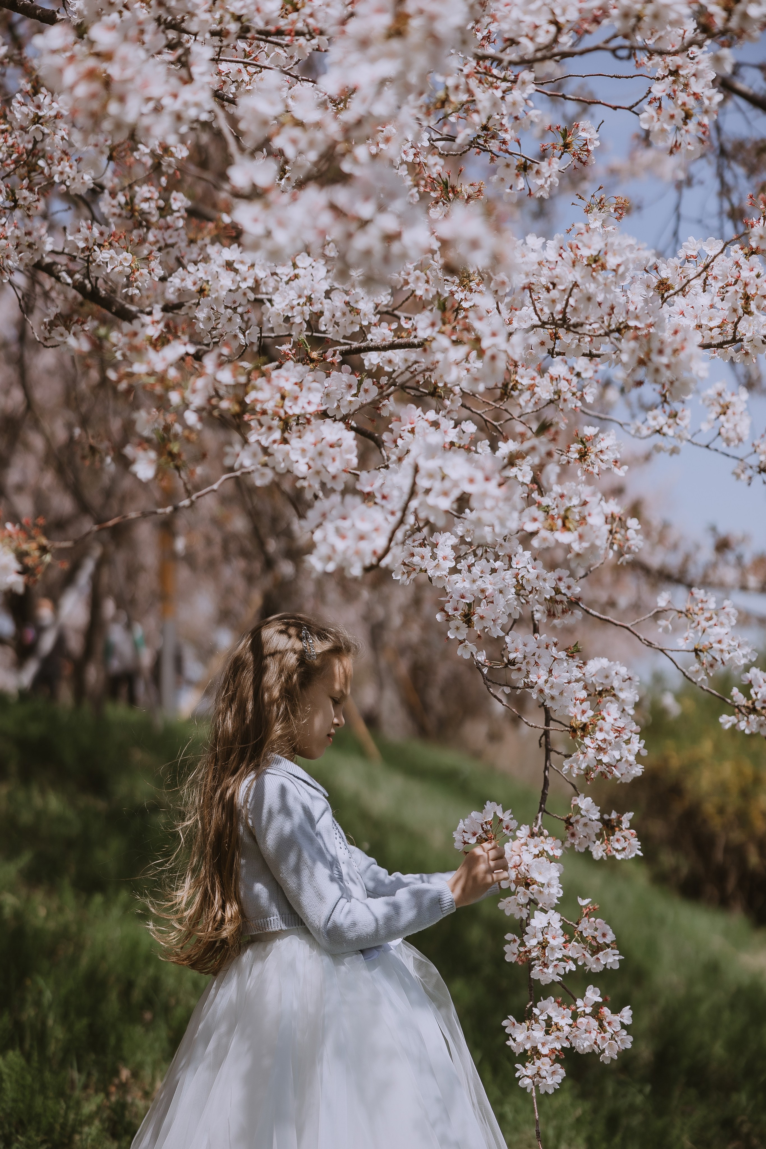 Beautiful girl at a photo shoot with sakura in Korea, Busan. Your photographer in Busan (South Korea) Aleksandra Anufriy