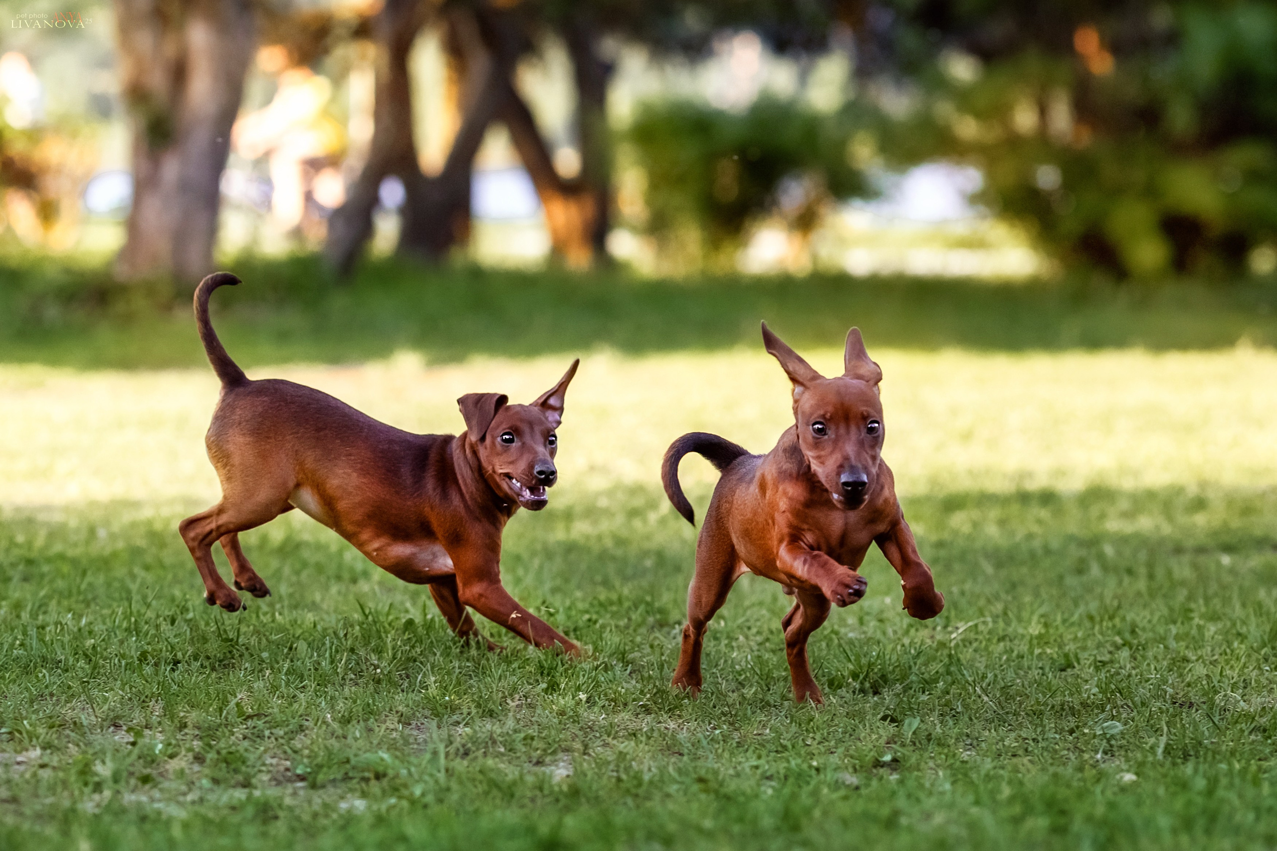 Пинчерята. Фотограф анималист Аня Ливанова | Рыбинск
