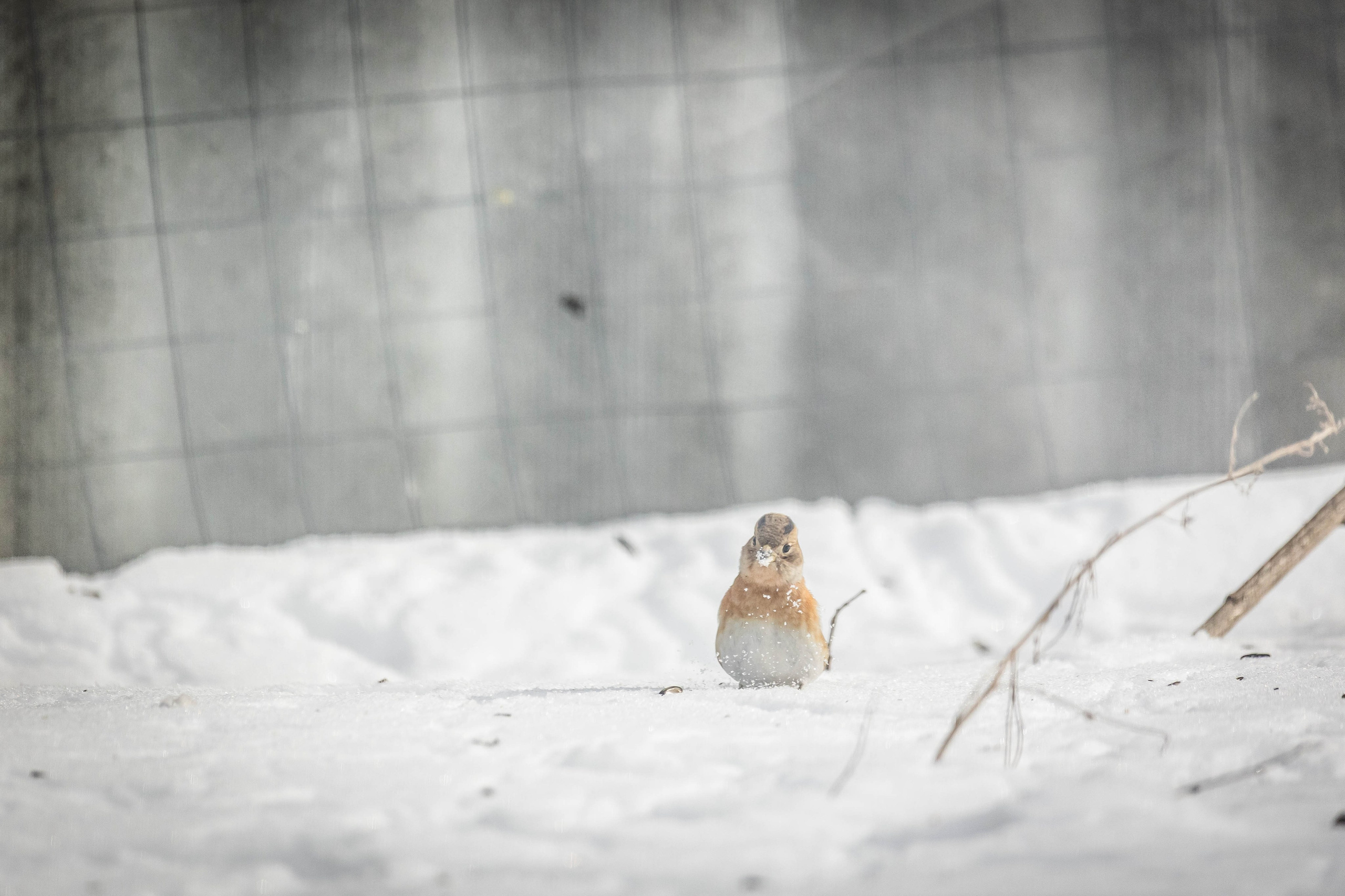 Дикий животный мир. Фотограф-АниМалист Анна Абрамова