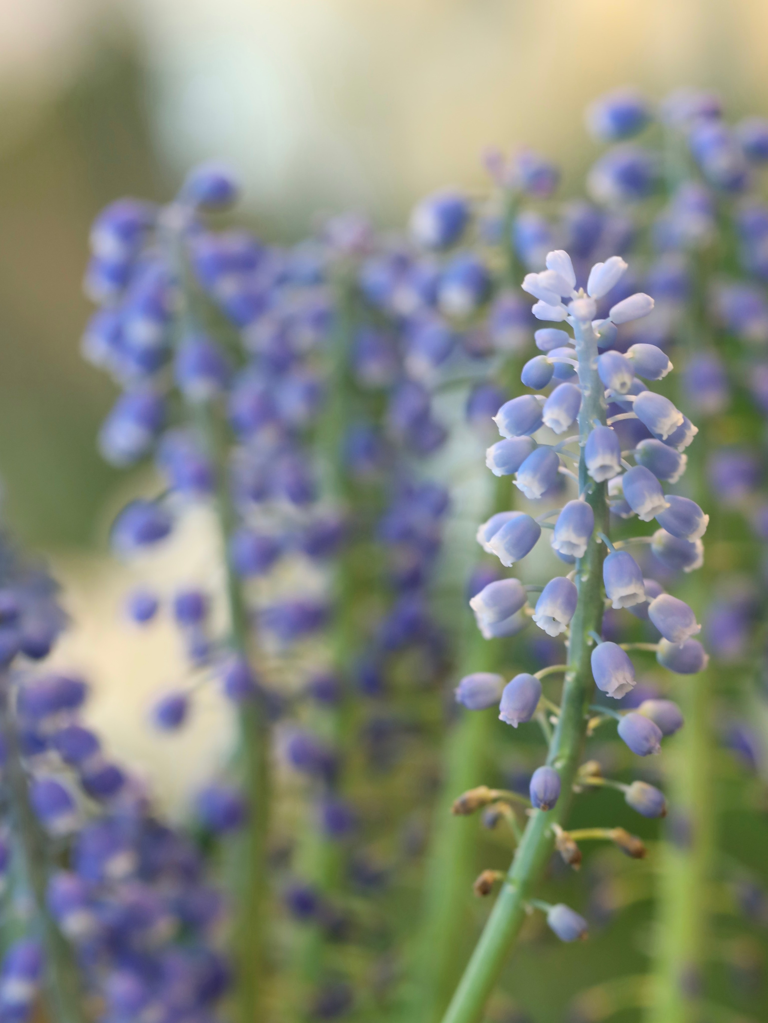 Весенние цветы. Фотосессии и репортаж — Фотограф в Москве — Рина Серёгина