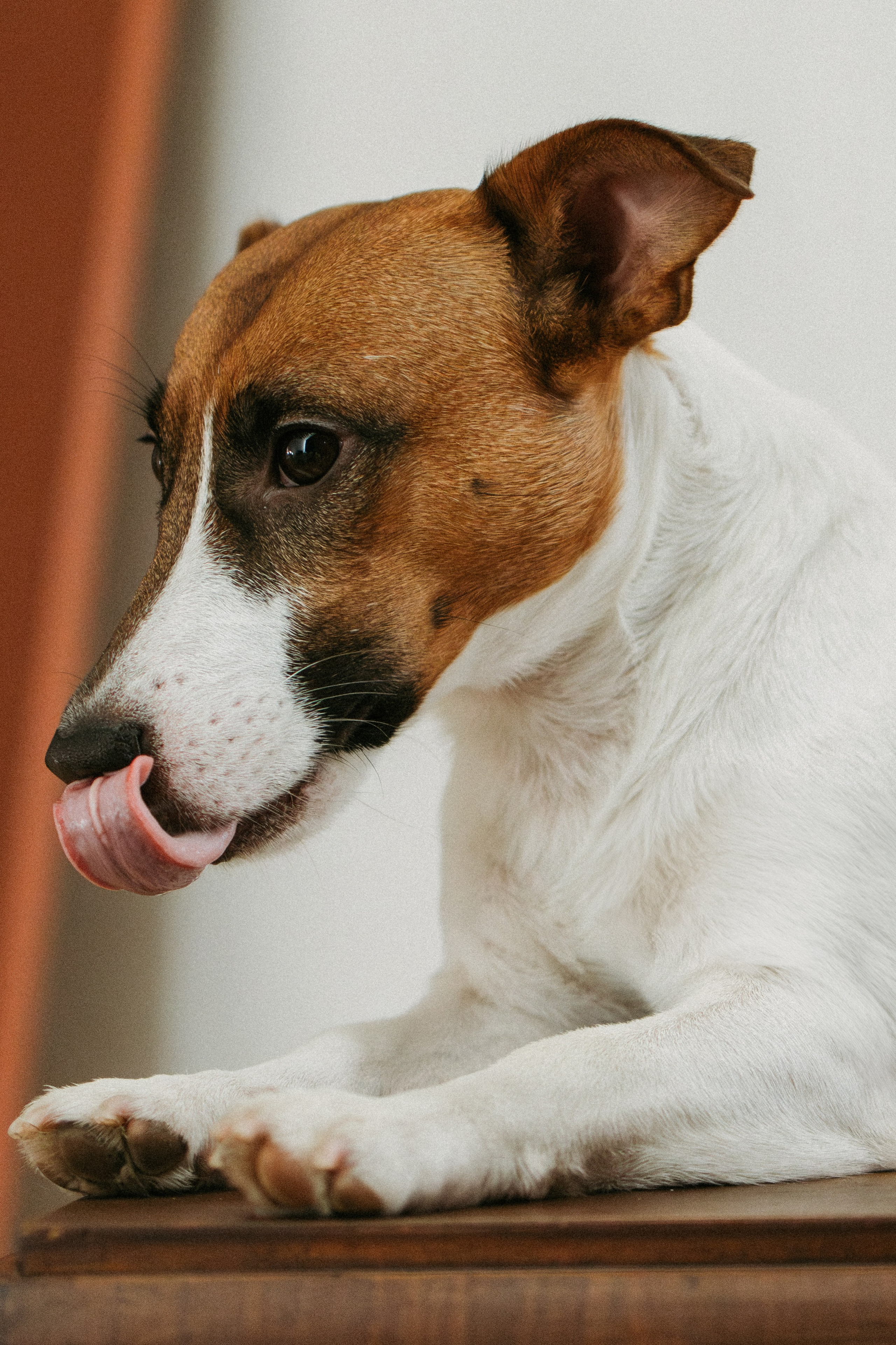 Orozyme&Emmiepet. Фотораф — анималист Мария Шистка