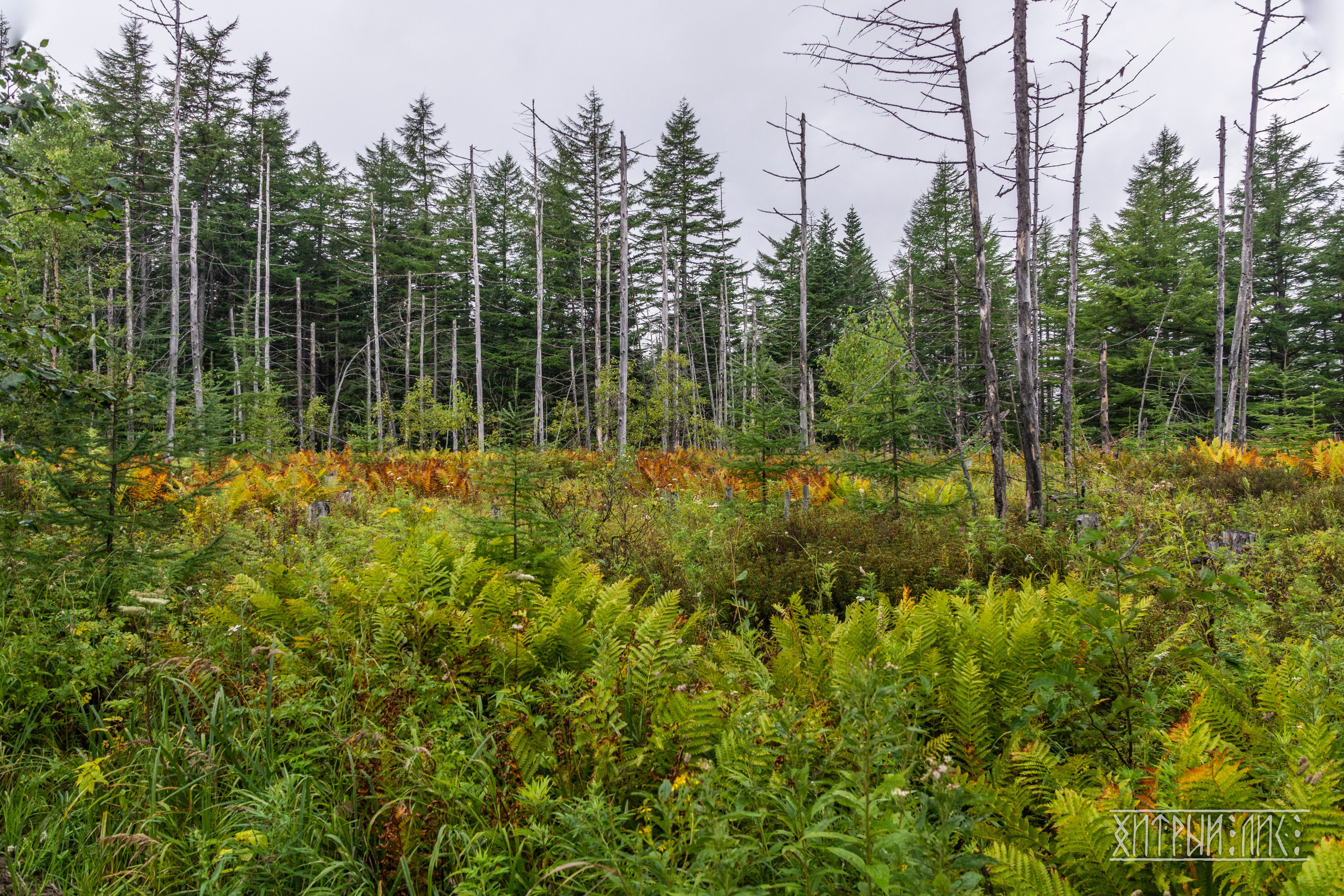 Сахалин. Фотограф-путешественник Самойлов Максим «Sly Fox»