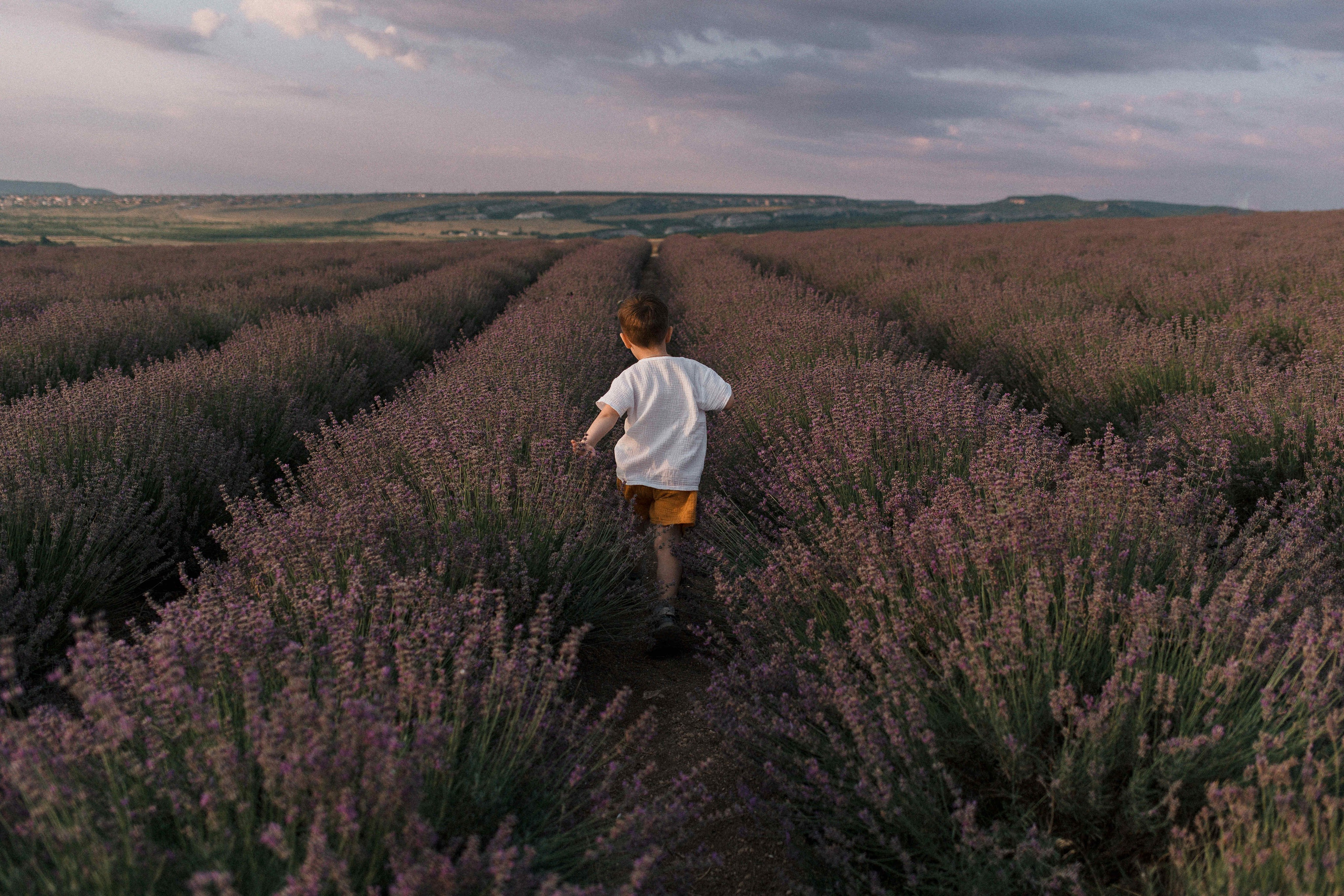 Лаванда. Свадебный фотограф Мироманов Николай в Крыму