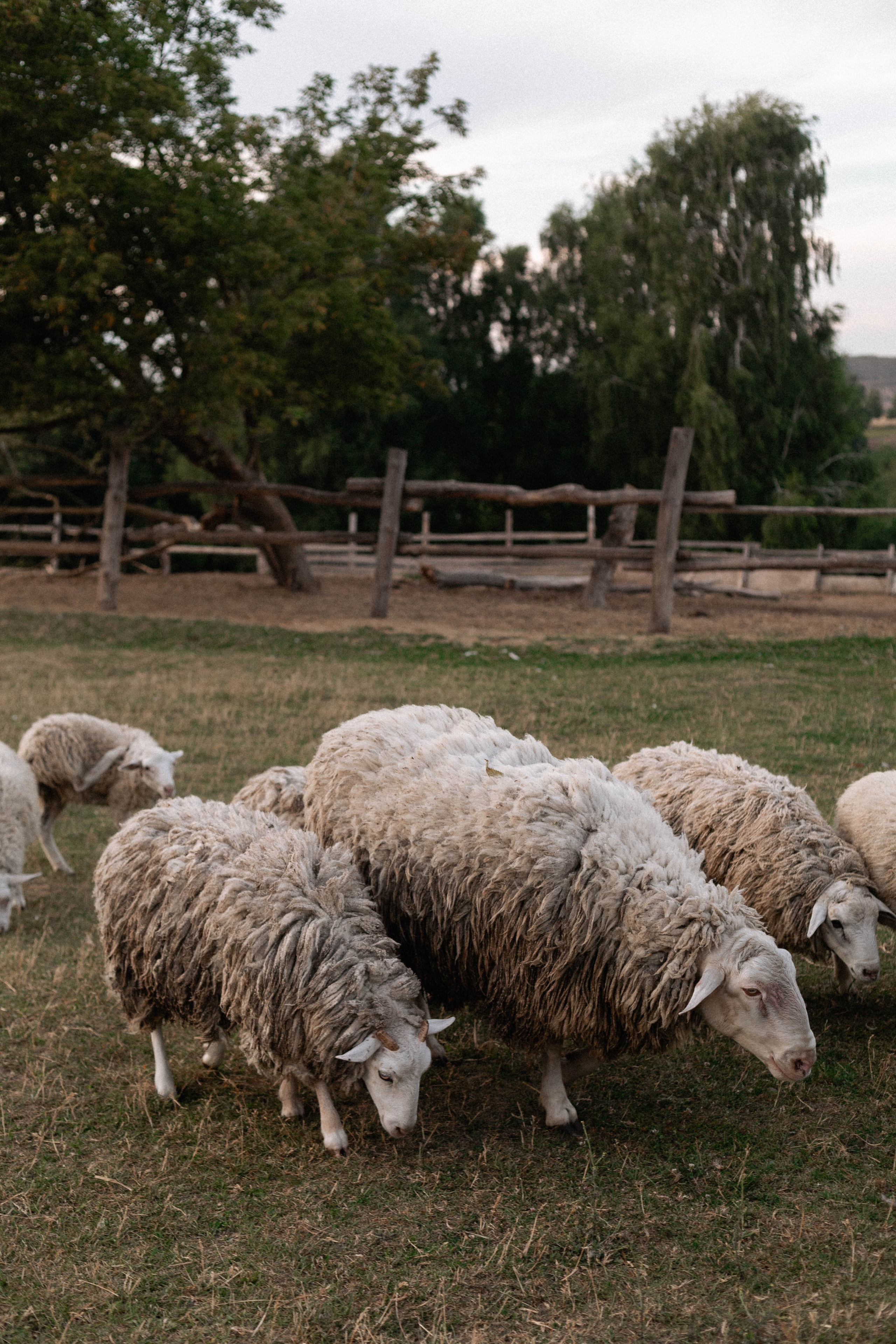 Годик Нине. Свадебный и портретный фотограф Соломко Диана
