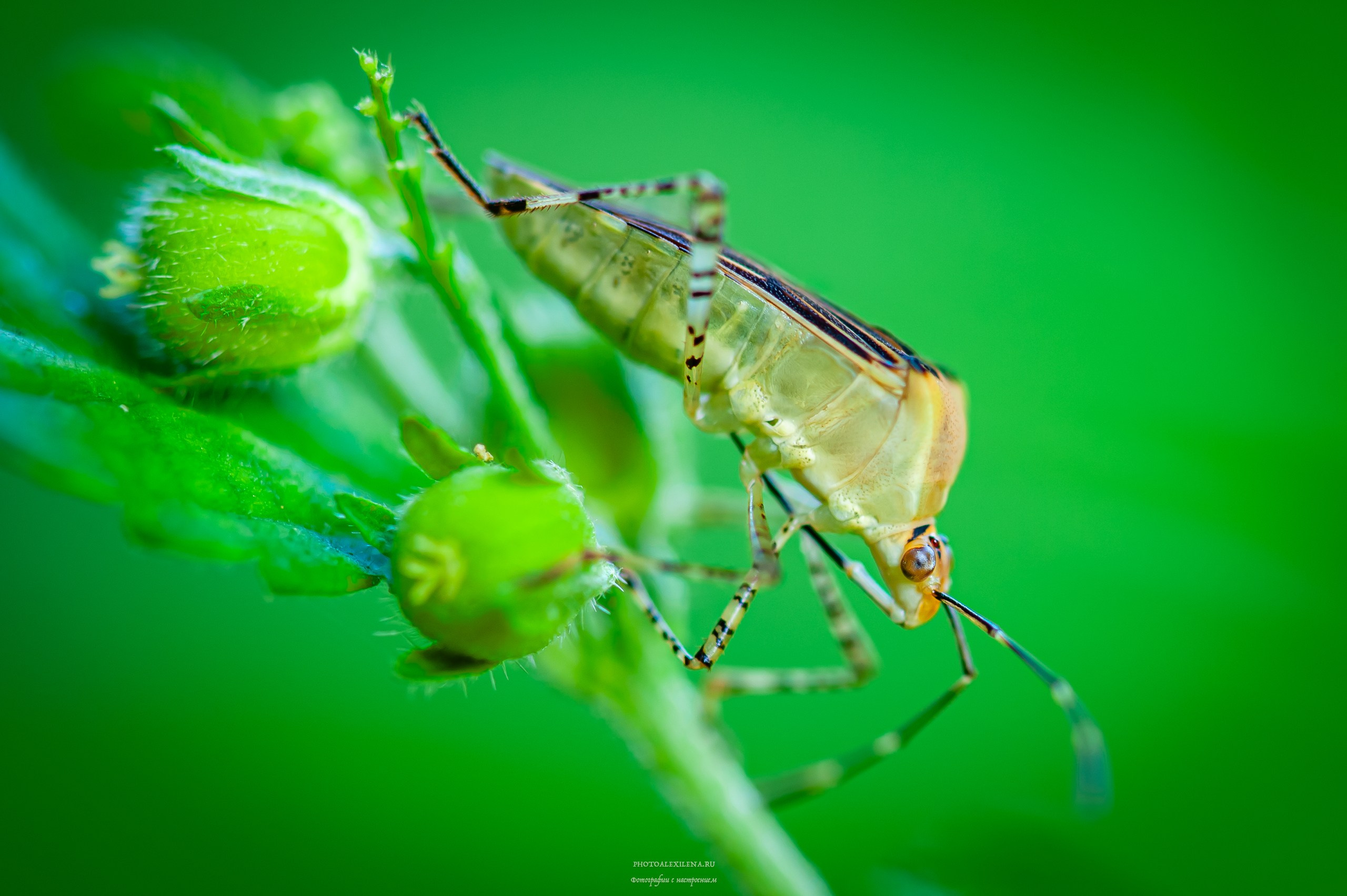 Все оттенки зелёного. Авторские стильные фотокартины