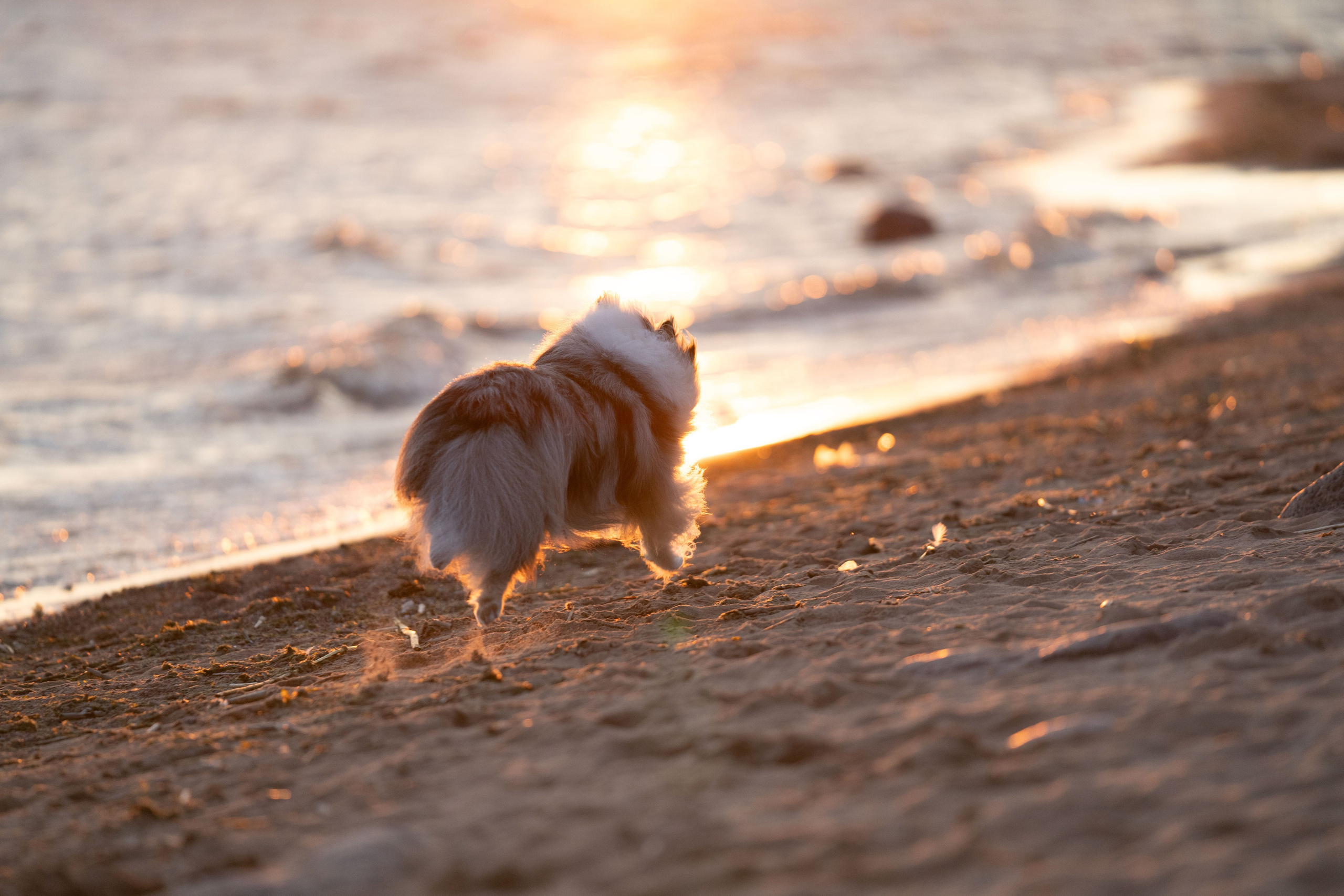 Лесная Элис. Фотограф анималист