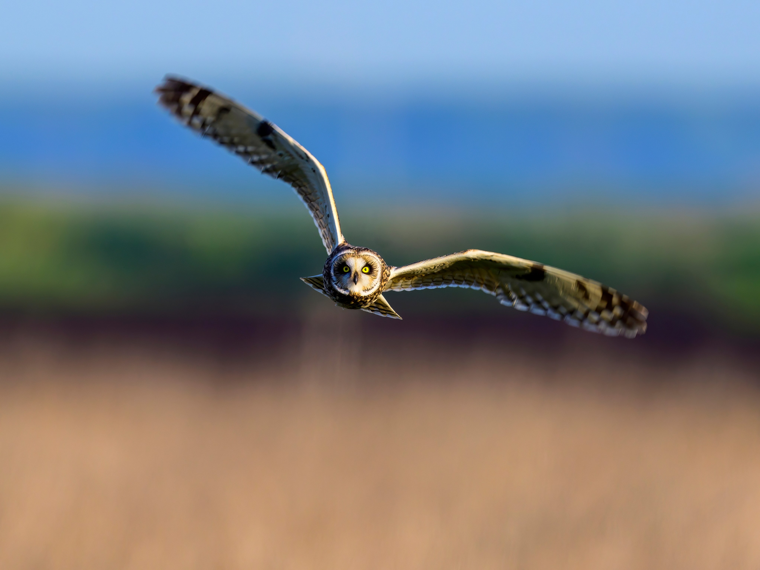 Short eared owl. Wildlife photography by Sergey Puponin
