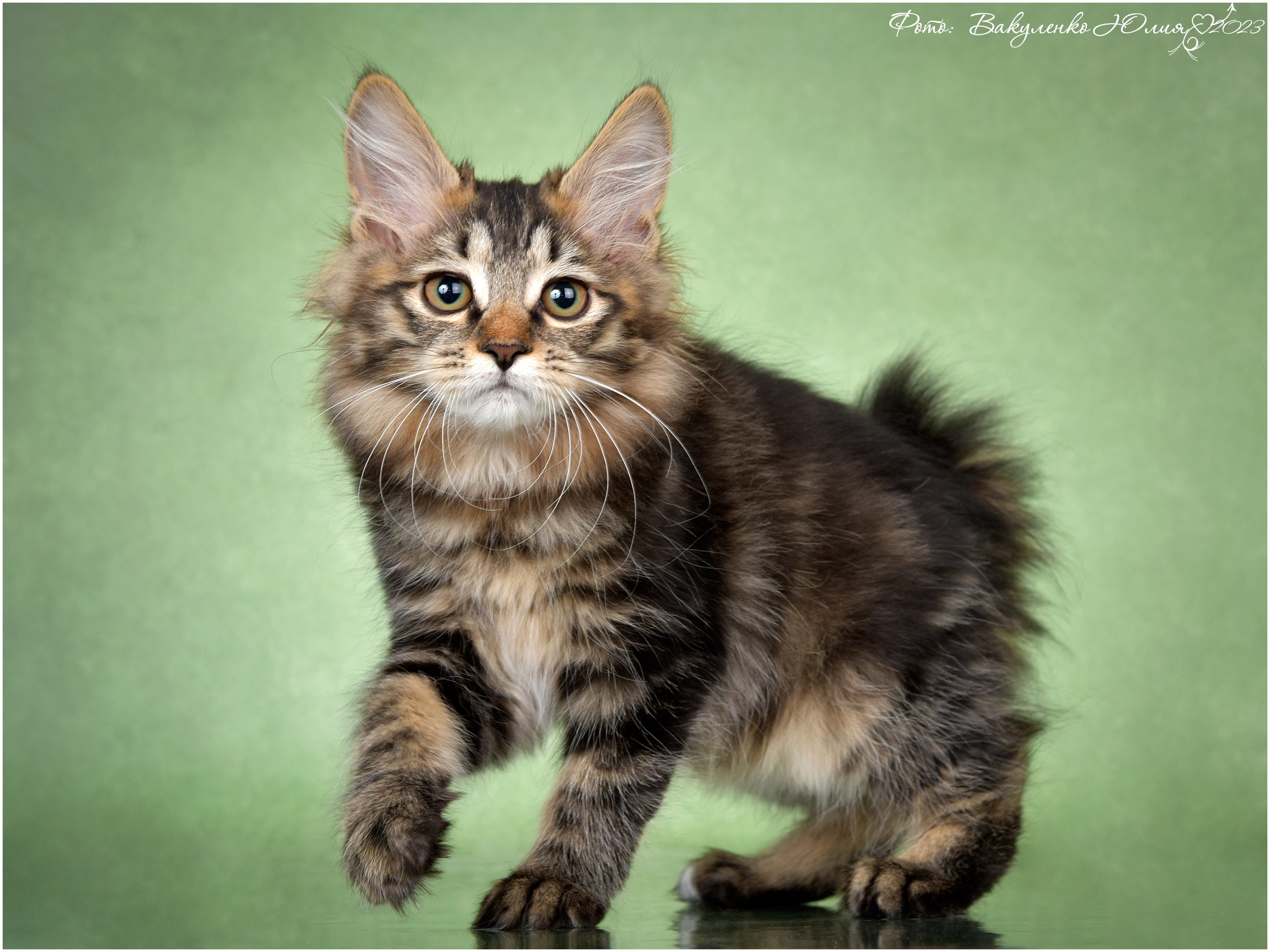 Котята. Фотограф анималист | семейный Юлия Вакуленко, г. Краснодар