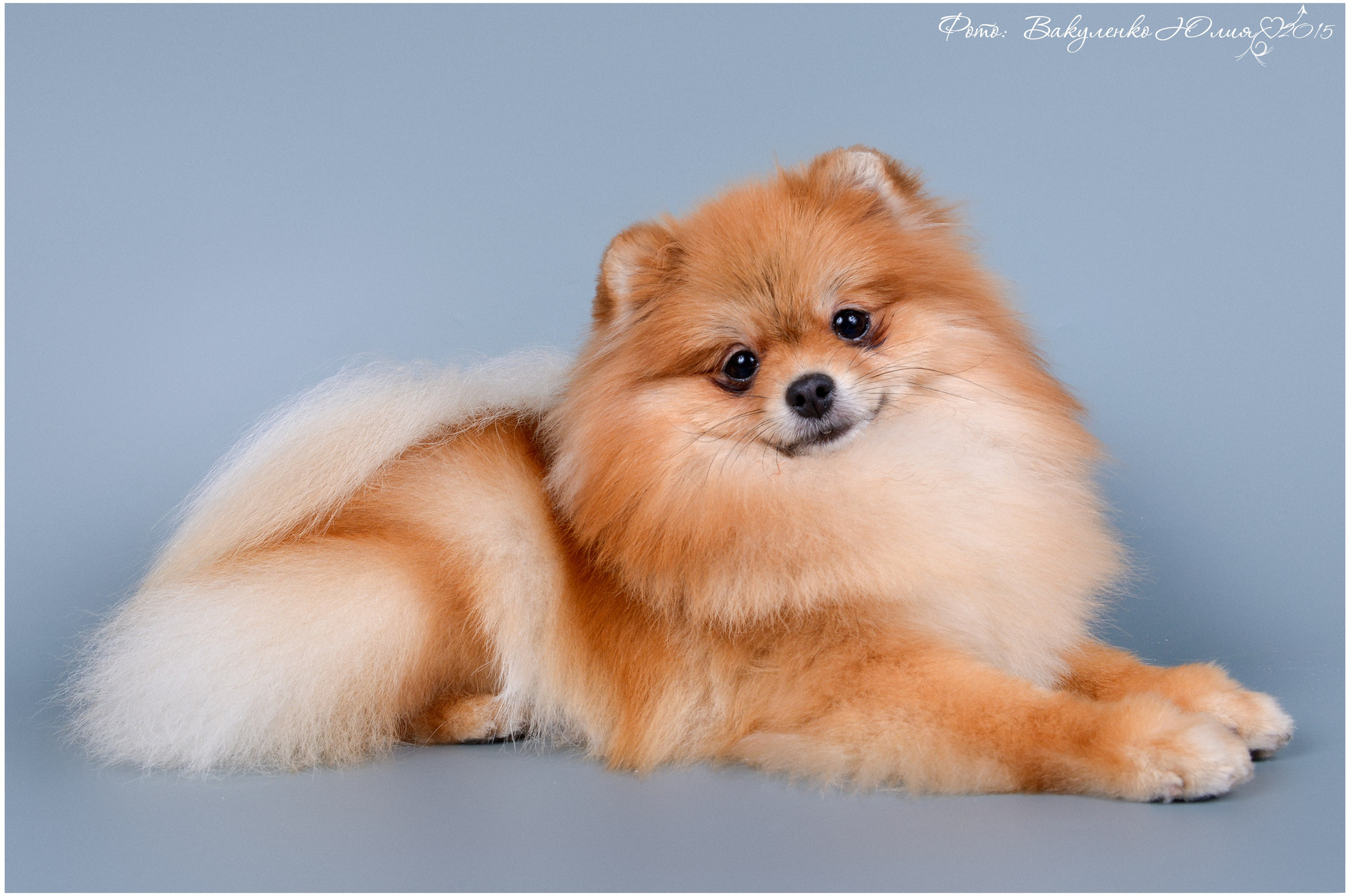 Студийная съемка. Фотограф анималист | семейный Юлия Вакуленко, г. Краснодар