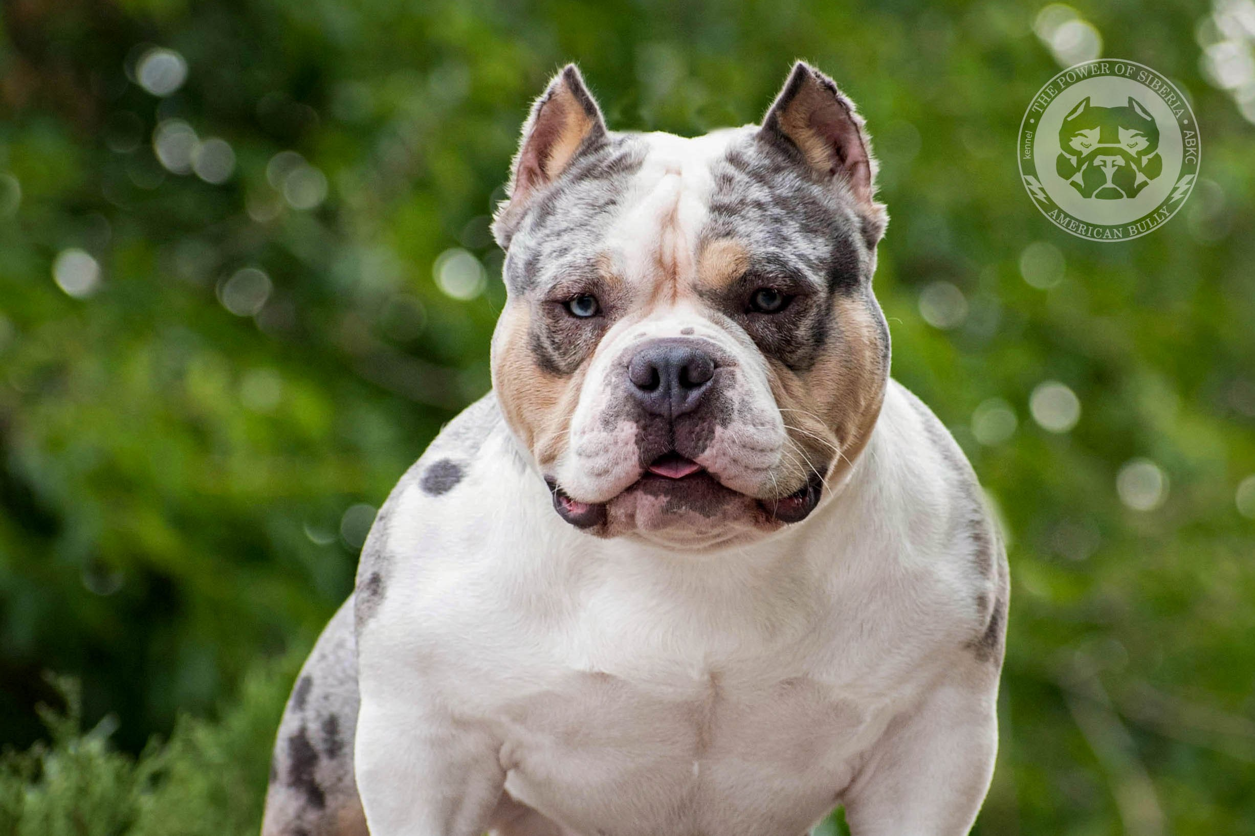 Августовские фотографии Каспера. Американский Булли в г. Ростов-на-Дону. Питомник THE POWER OF SIBERIA