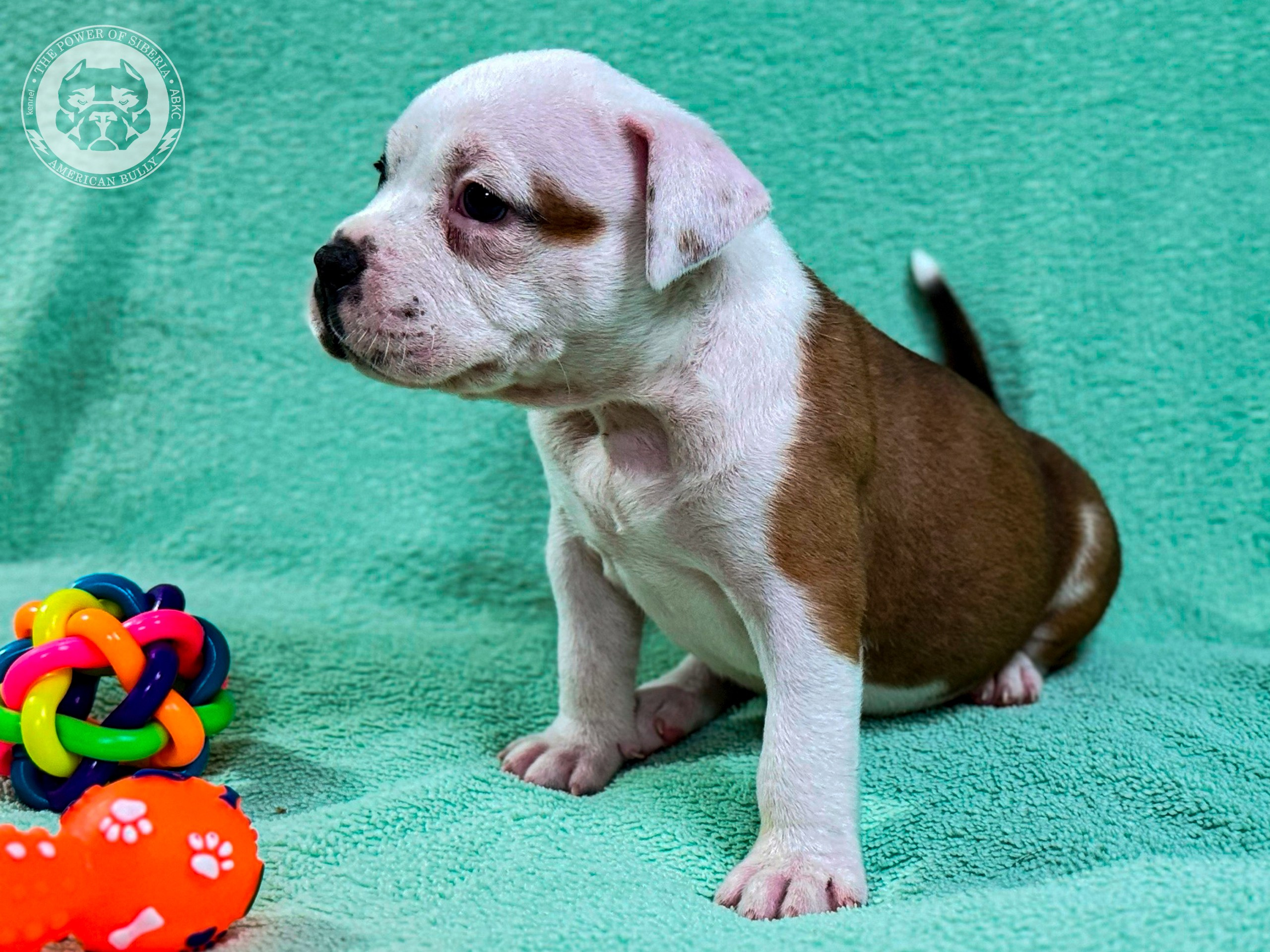 Свободные щенки Американский Булли стандарт и Свободные щенки Американский Булли классик. Американский Булли в г. Ростов-на-Дону. Питомник THE POWER OF SIBERIA