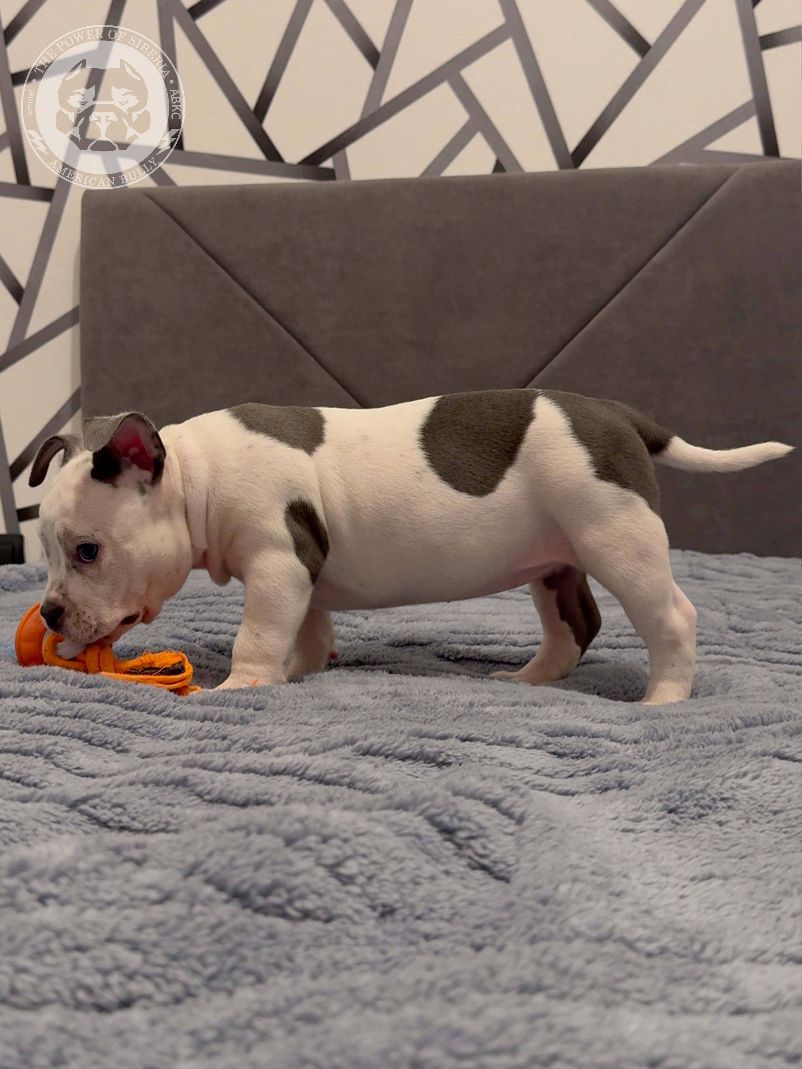 Свободные щенки Американский Булли, в типах покет, классик, стандарт. Американский Булли в г. Ростов-на-Дону. Питомник THE POWER OF SIBERIA