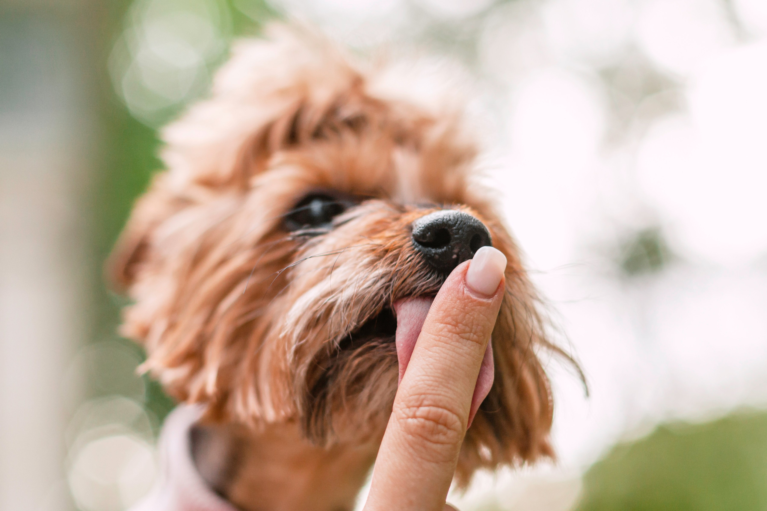 Катя и Моня. Фотограф-анималист Татьяна Степанова