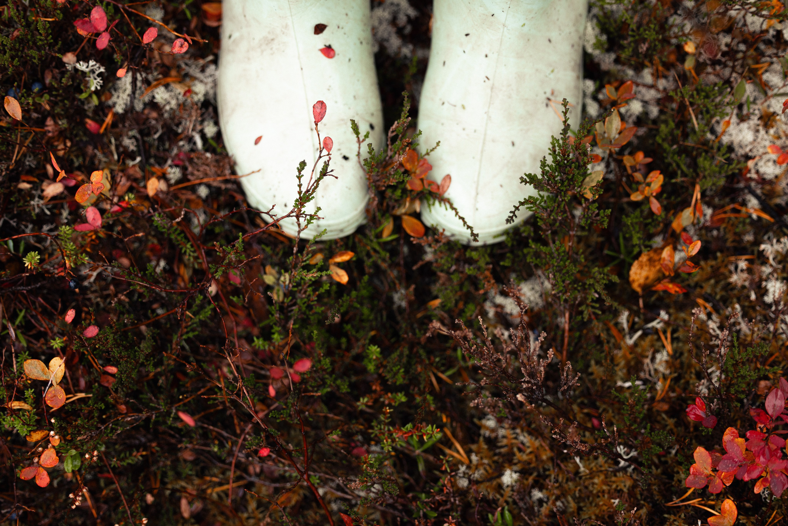 Кольский. Фотограф и видеограф анималист Аганина Дарья