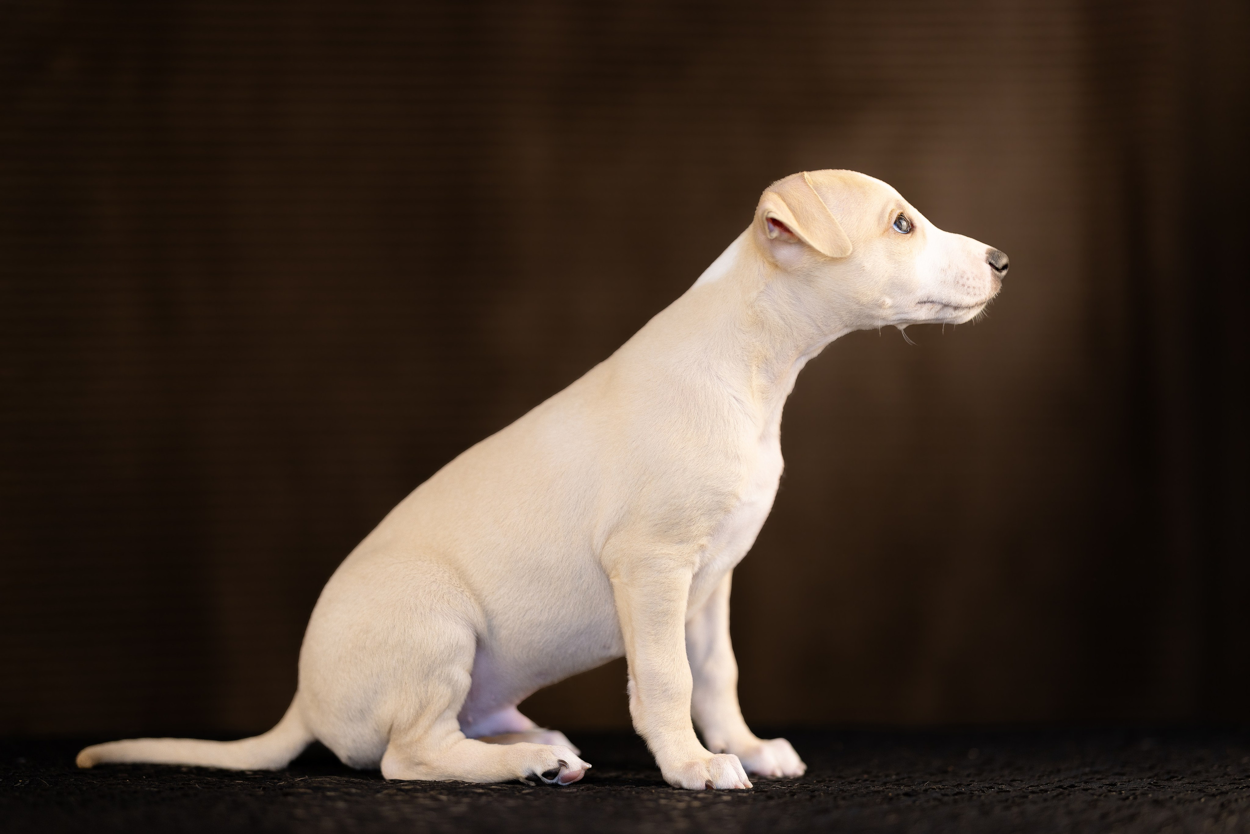 Уиппет. Фотограф и видеограф анималист Аганина Дарья