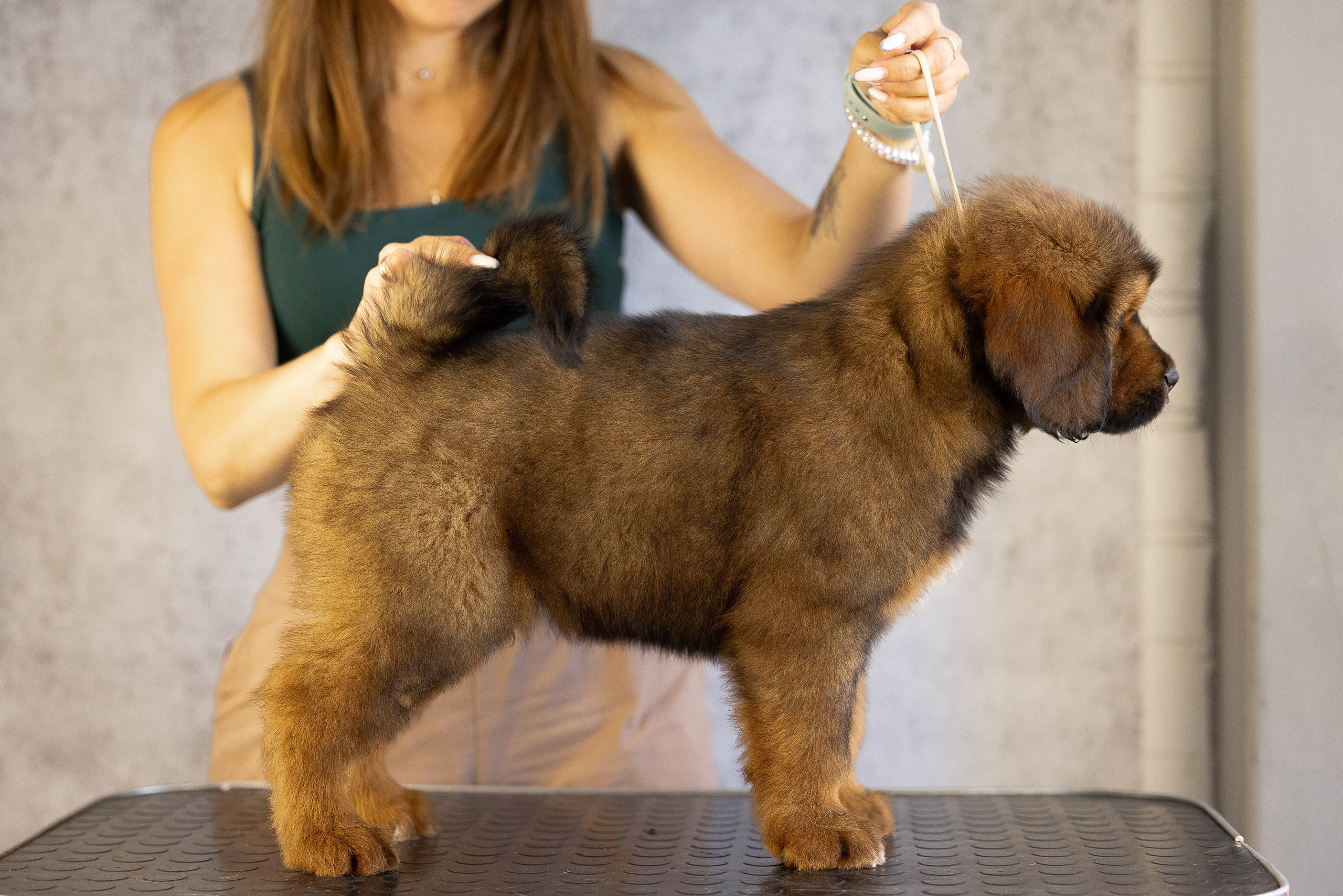 Тибетский мастиф. Фотограф и видеограф анималист Аганина Дарья