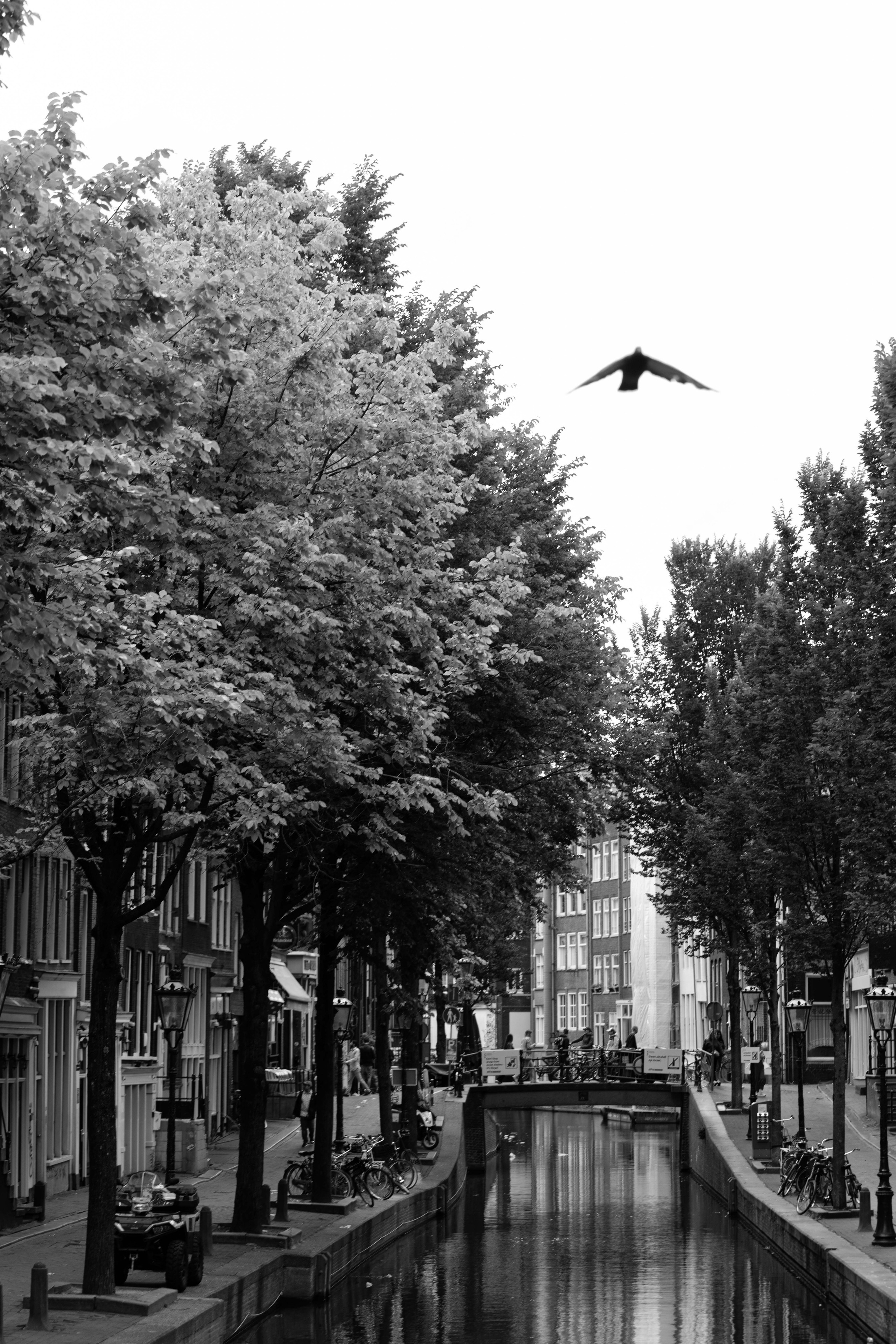 Netherlands, Amsterdam. Воройская Анна