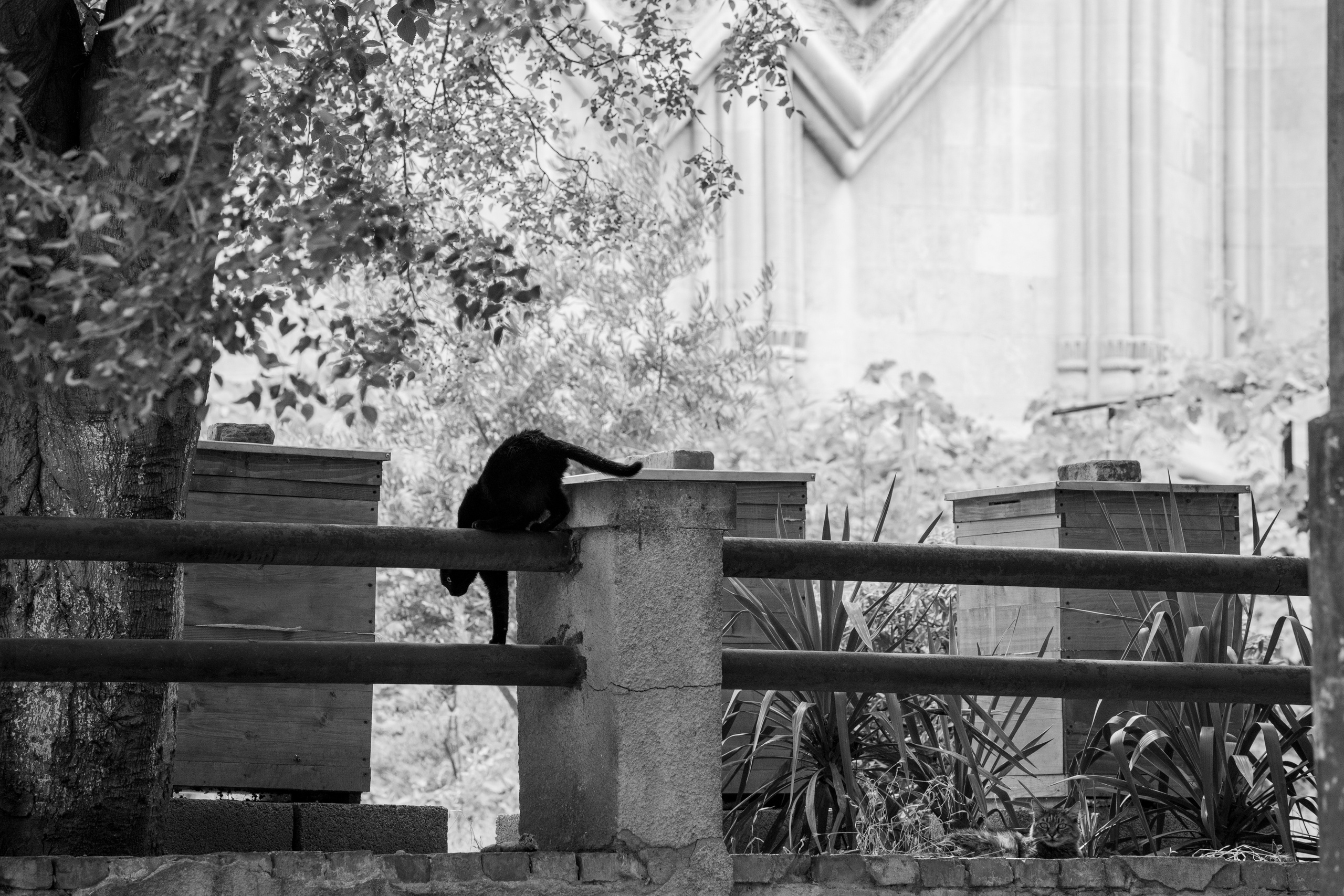 Georgia, Tbilisi. Воройская Анна