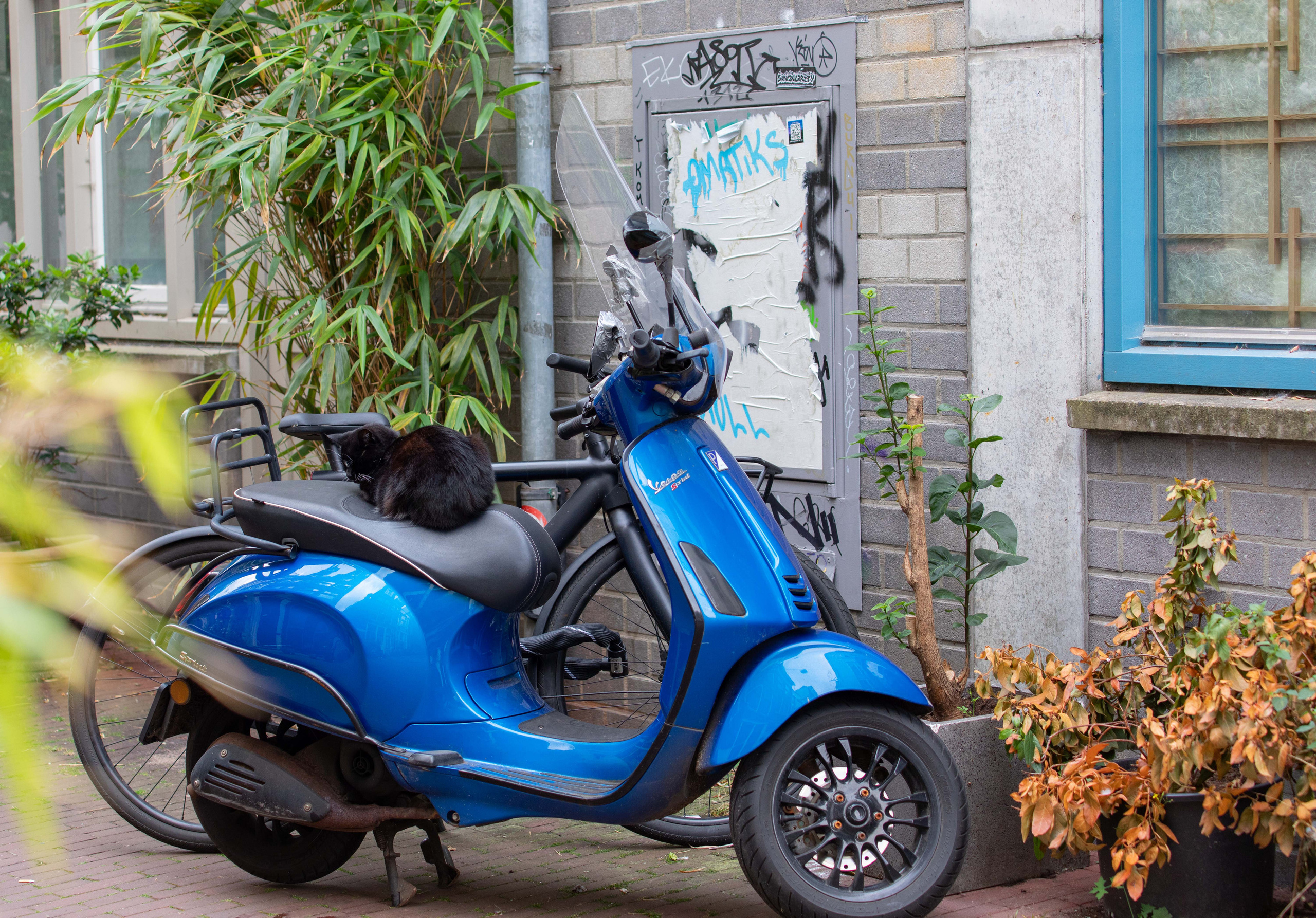 Netherlands, Amsterdam. Воройская Анна