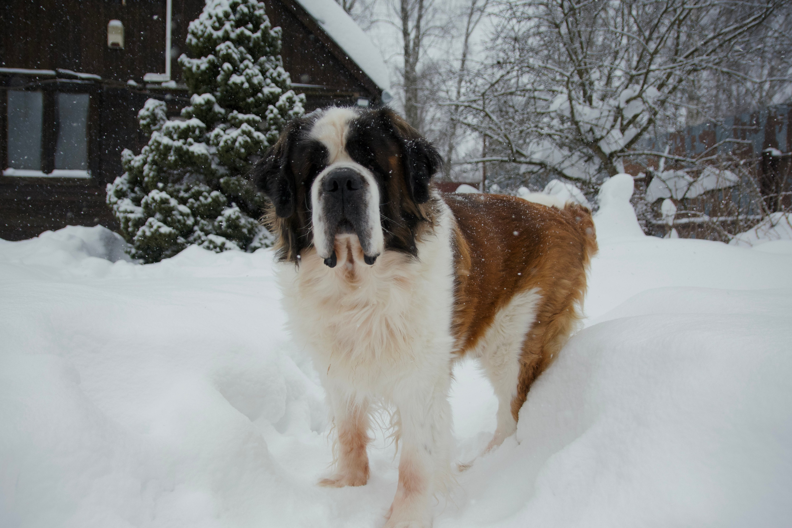 Сенбернар Бетховен. F/8 and be there — оказаться в нужном месте и поймать момент