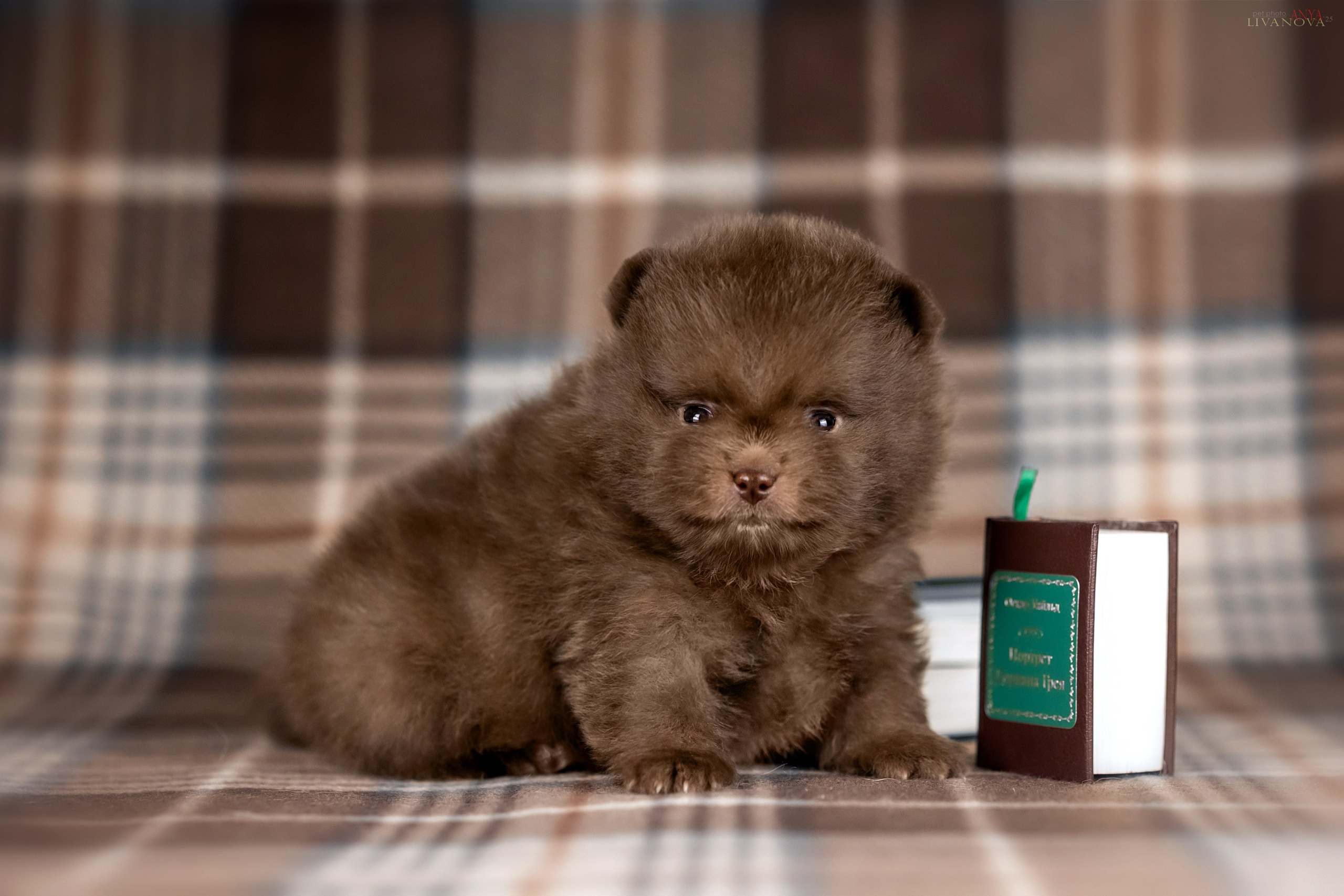 Шпицы. Фотограф анималист Аня Ливанова | Рыбинск