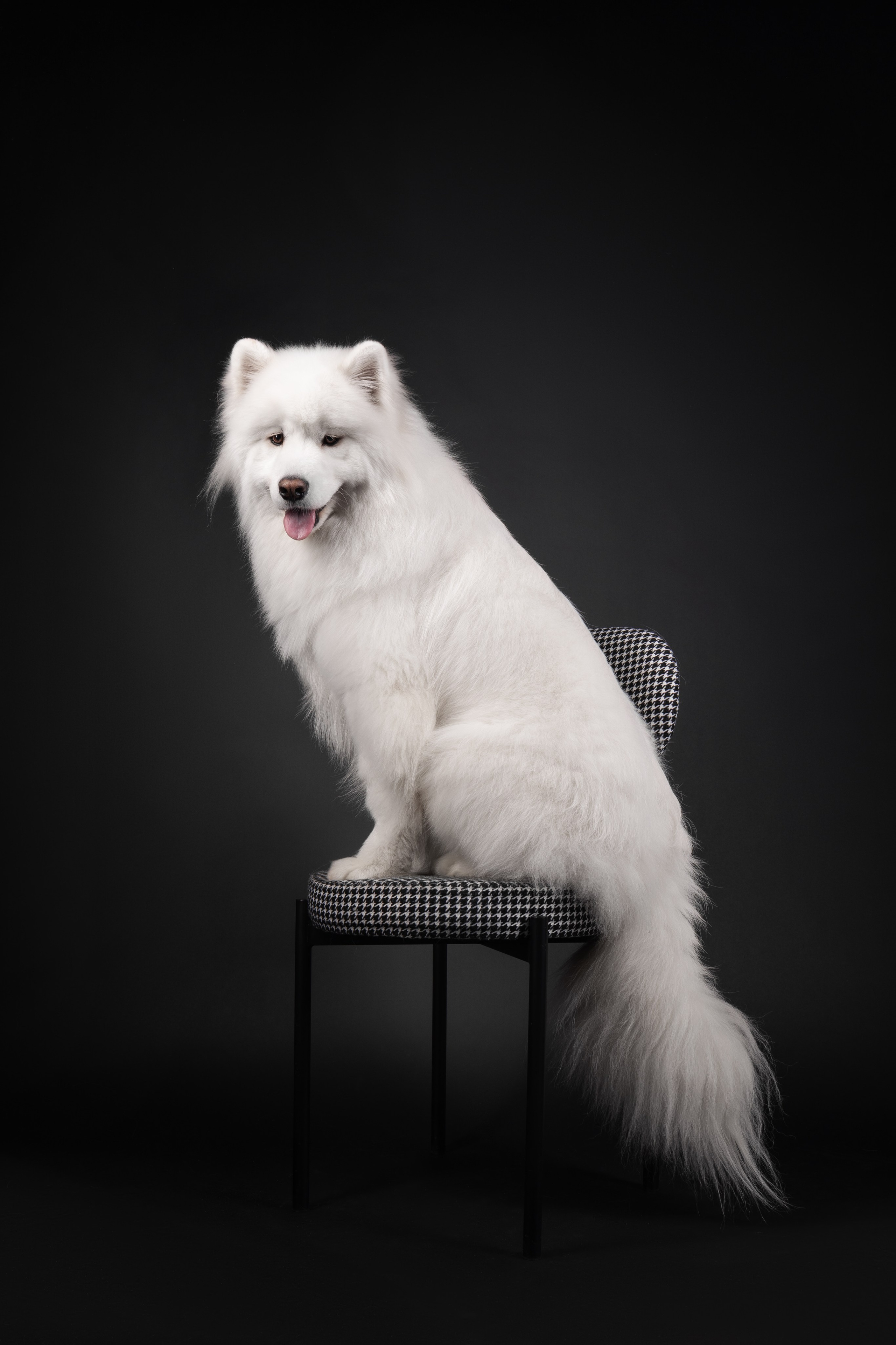 Самоеды в студии. Фотограф анималист в Москве Майорова Евгения