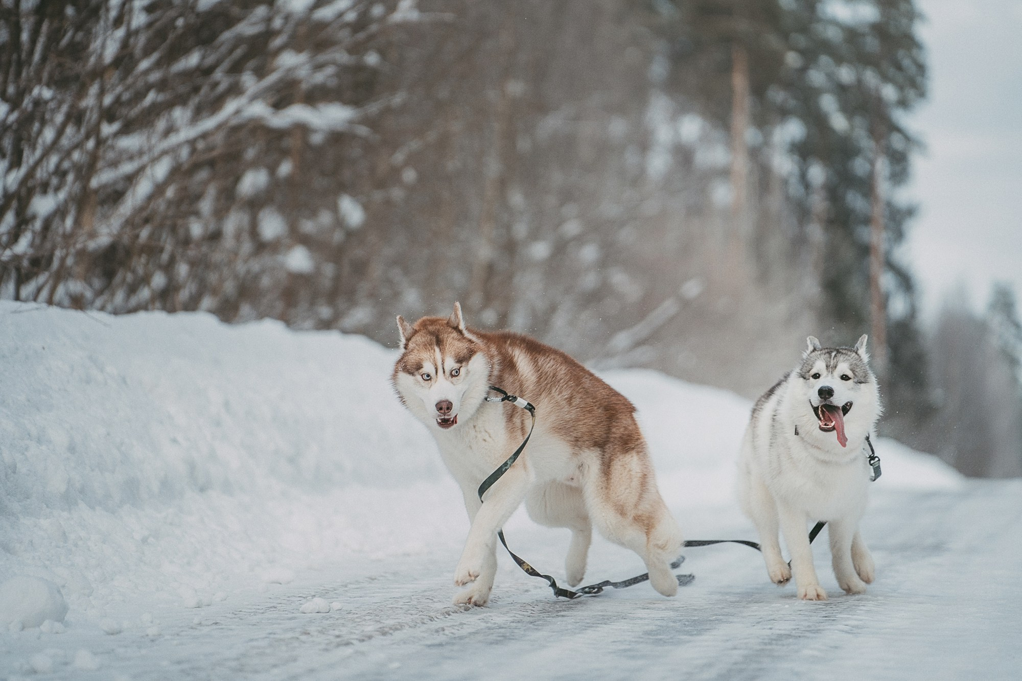 Полина, Уго и Пышка. Фотограф анималист в Москве и Санкт-Петербурге Свиридова Анна