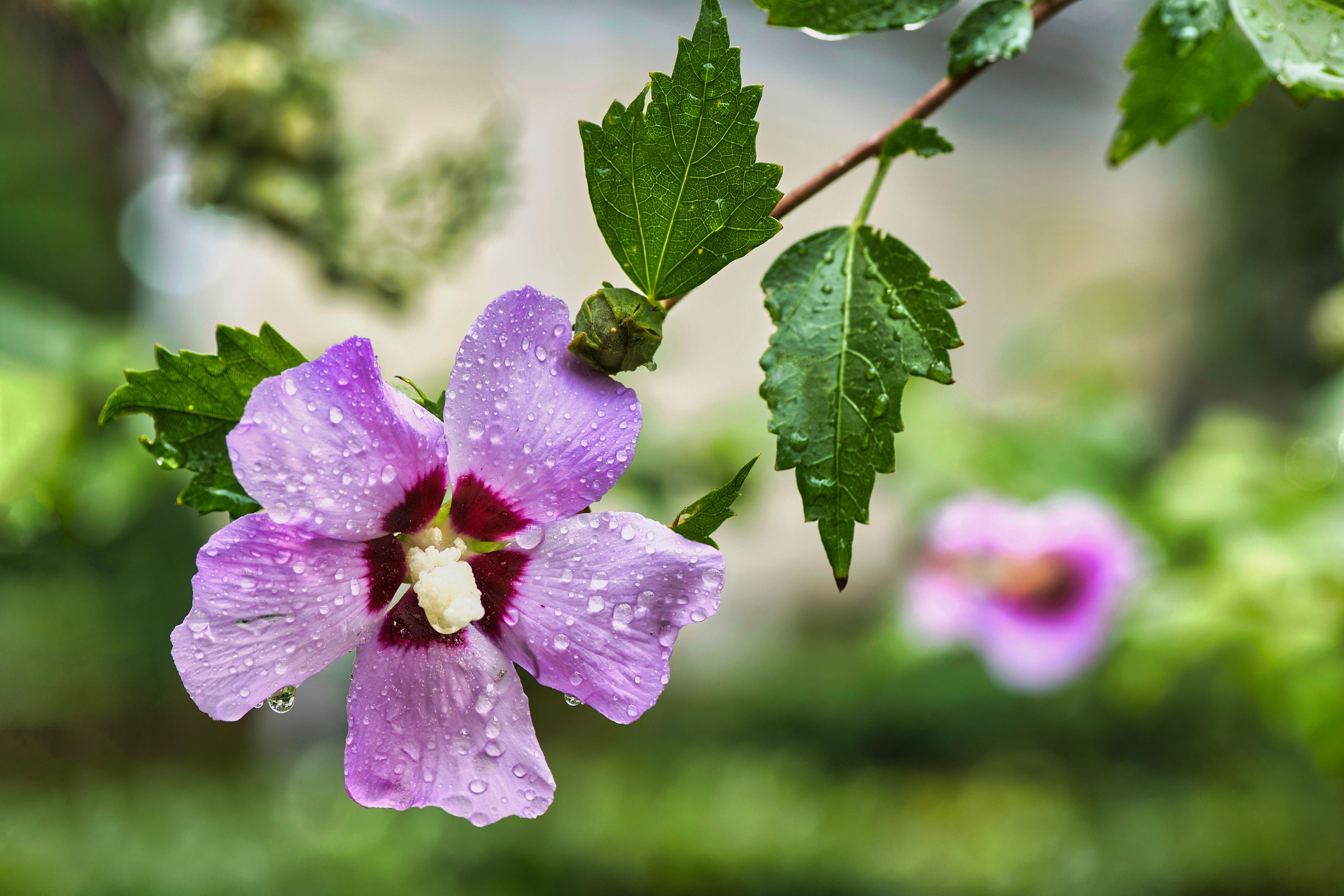 Ялта. Крым. Фотограф Владимир Артамонов