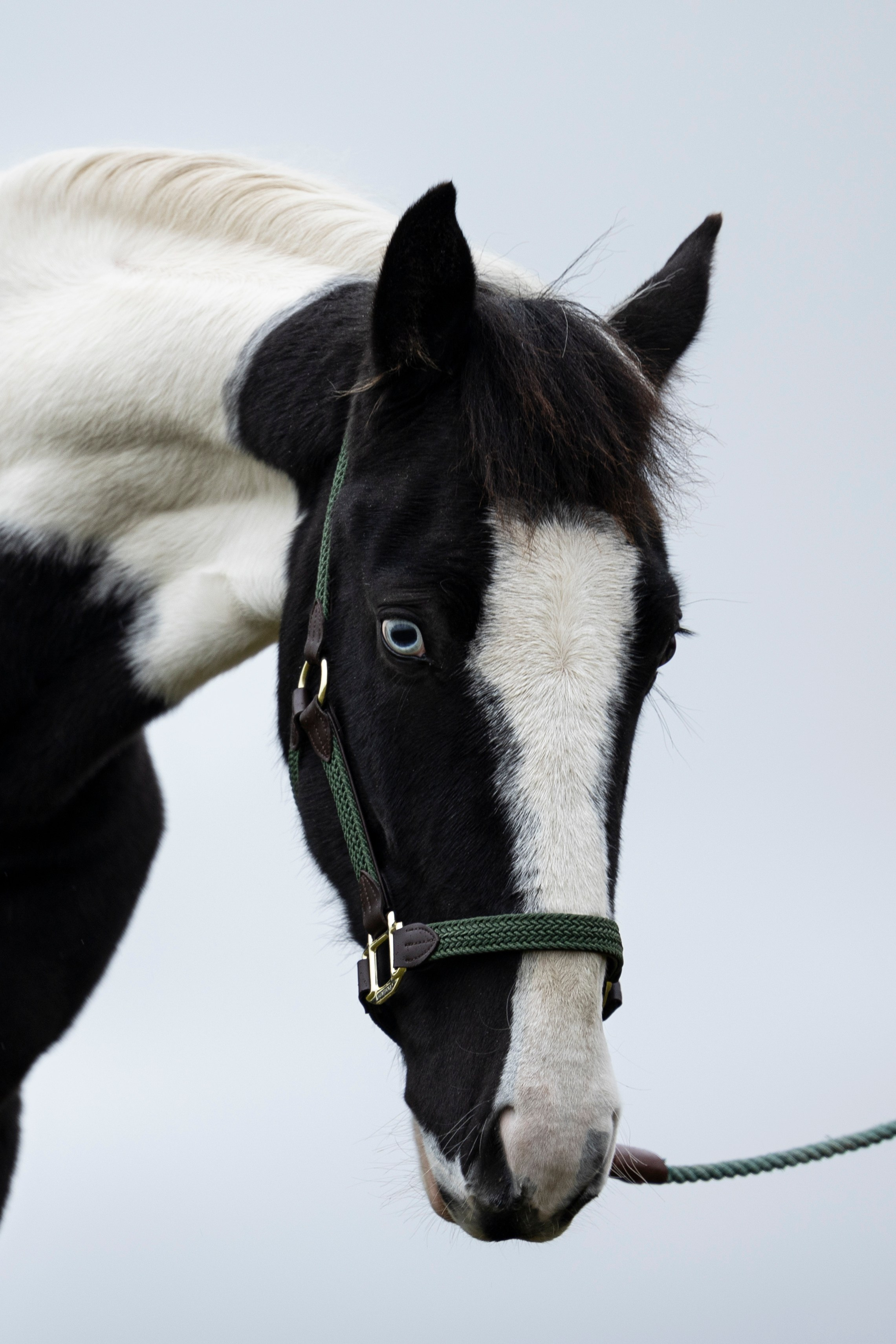 Дракарис и Кейси. Фотограф-анималист Анна Маринич