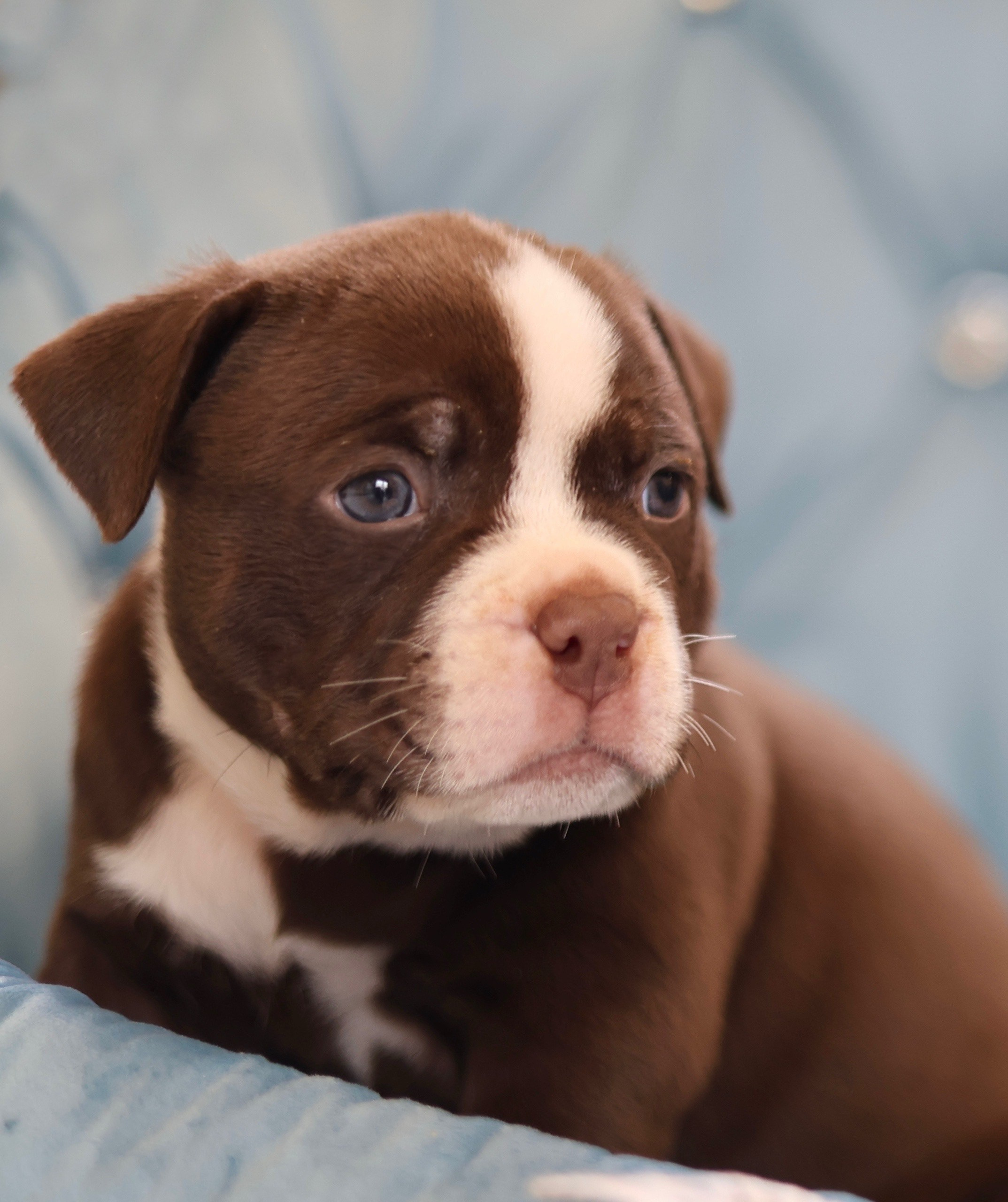 Щенки Американский булли. ПИТОМНИК СОБАК ПОРОДЫ АМЕРИКАНСКИЙ БУЛЛИ