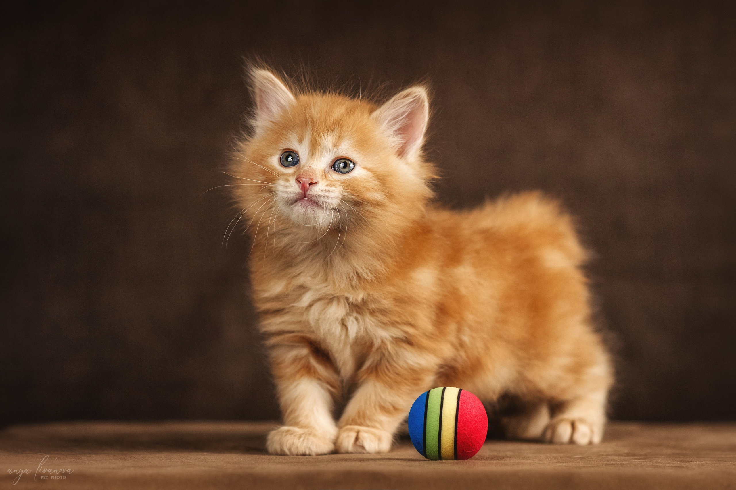 Курильские бобтейлы. Фотограф анималист Аня Ливанова | Рыбинск