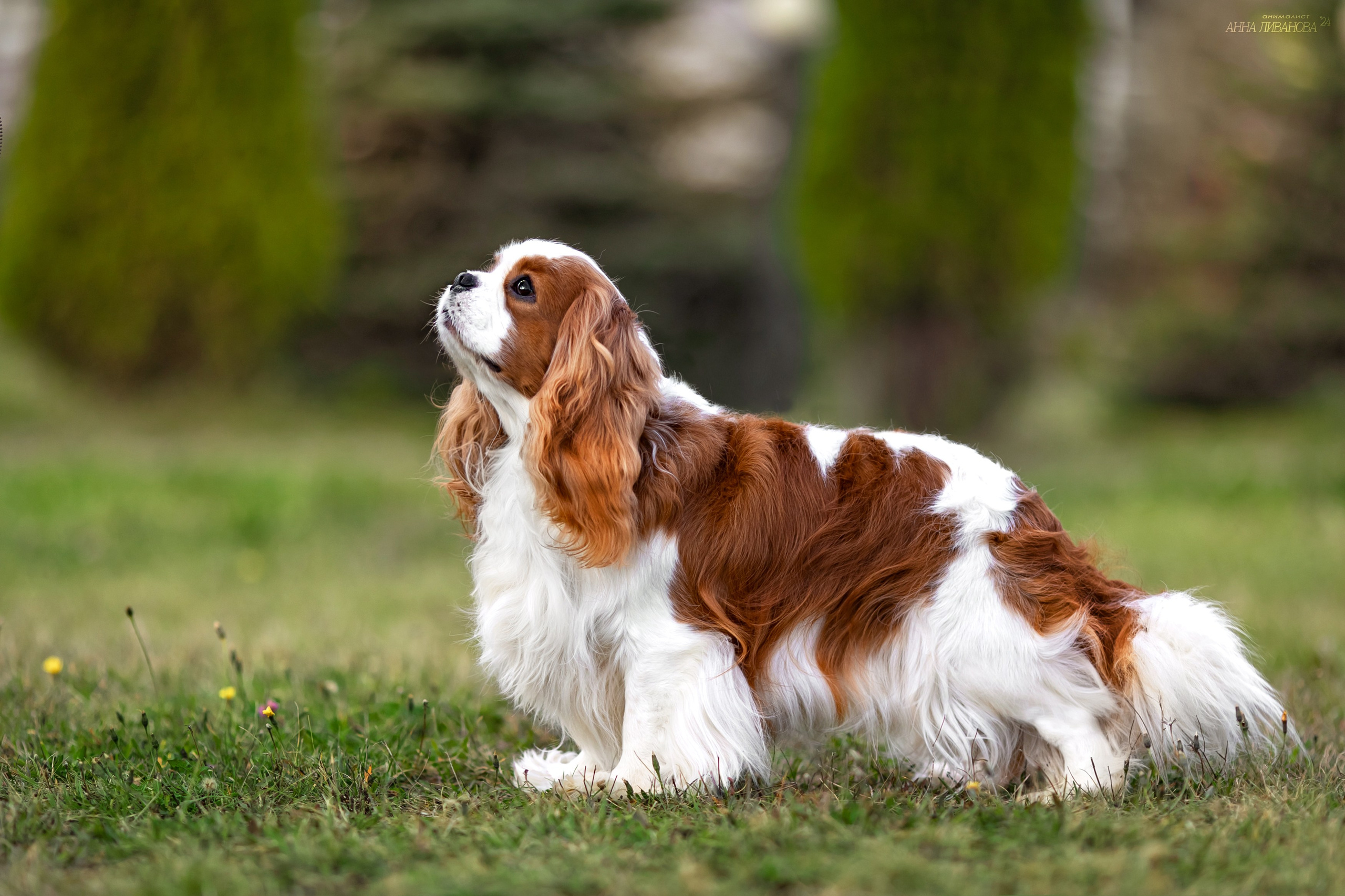 Кавалеры. Фотограф анималист Аня Ливанова | Рыбинск