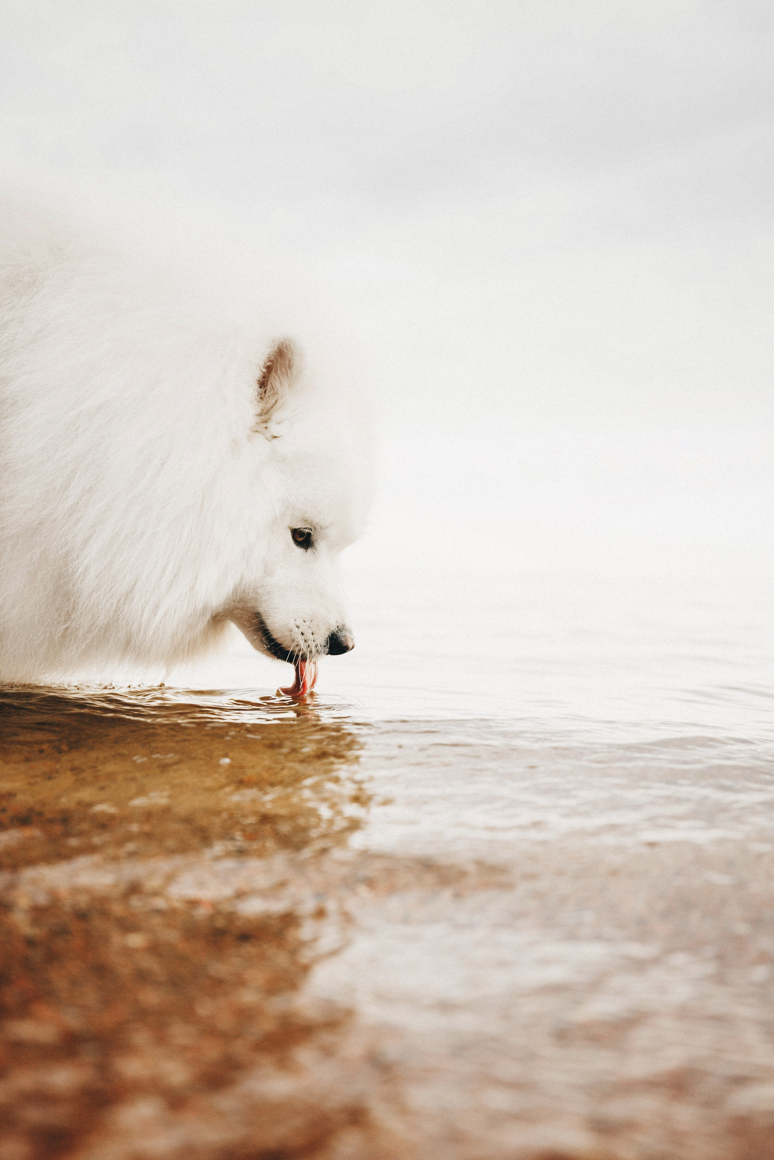 Женя и Цезарь. Фотограф анималист Осипчикова Мария