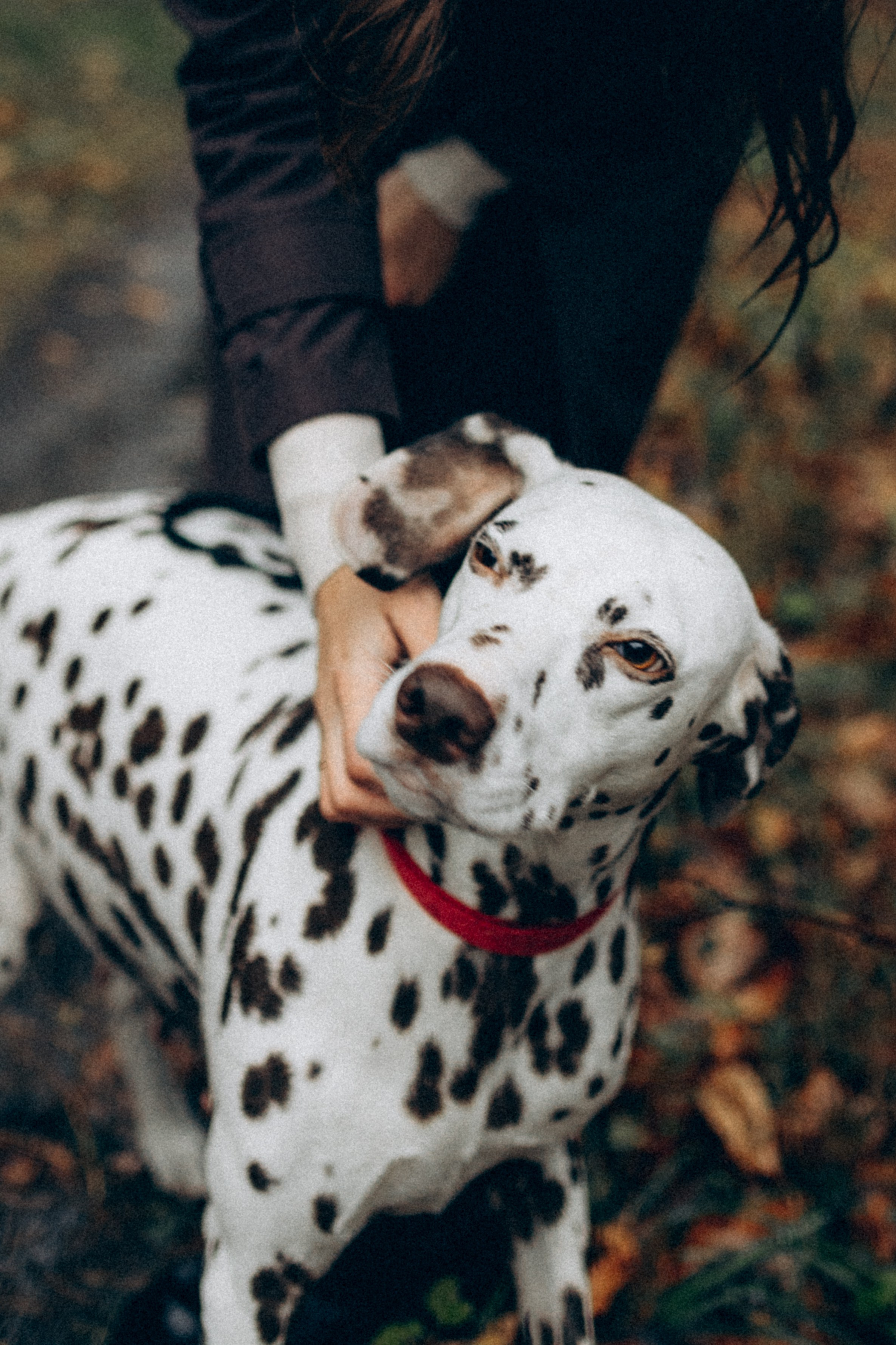 Анфиса & Нисма. Фотограф НОГИНСК, Москва, Анастасия Белая