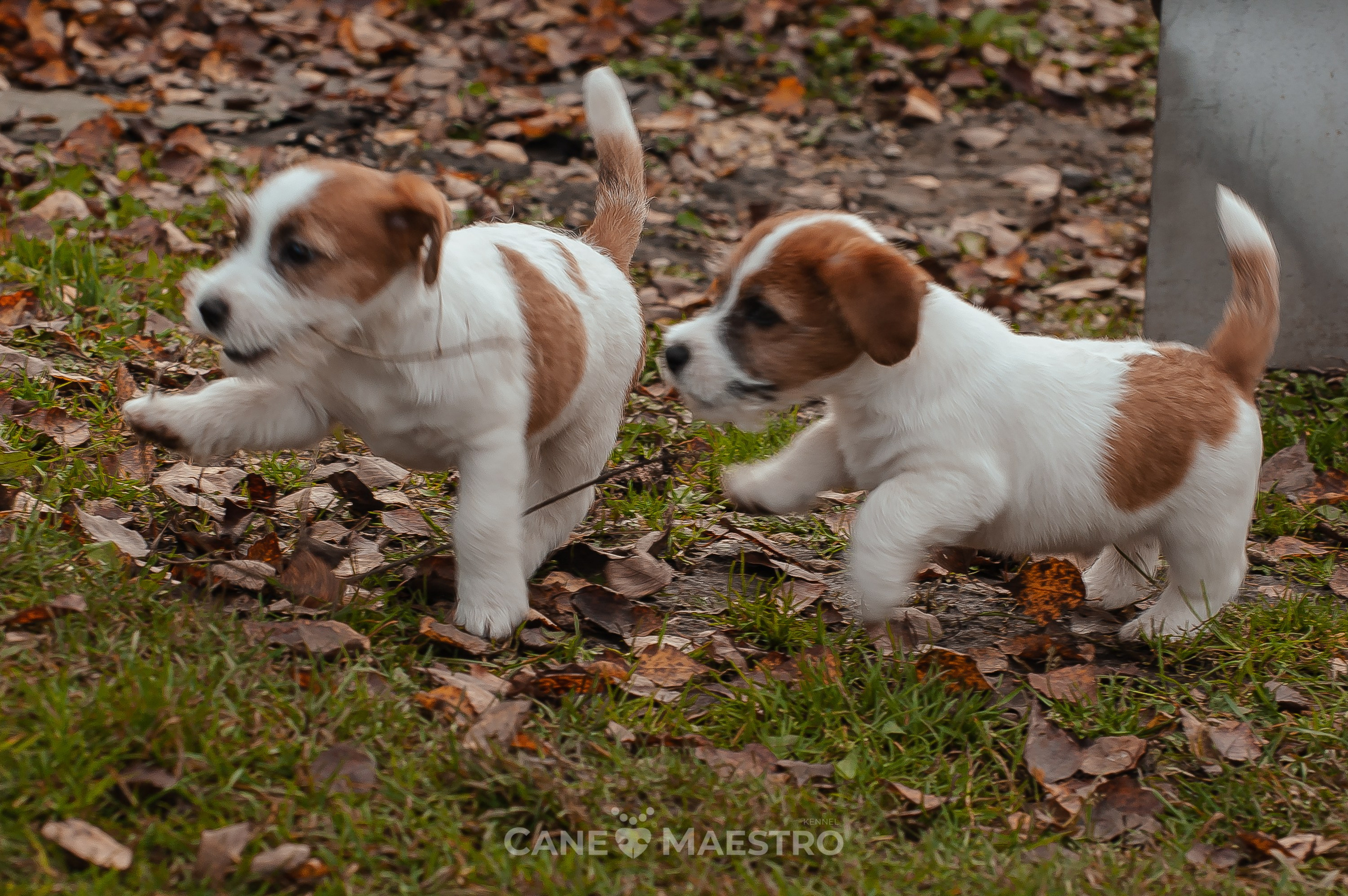 КобZ_3_брыж-27_08_25. КАНЕ МАЭСТРО — питомник Джек рассел терьеров