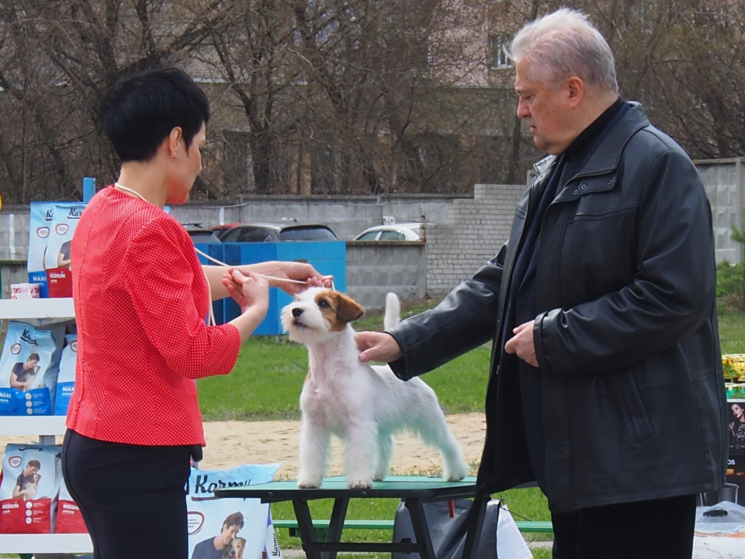 Жесткошерстная. Б/рыж. Джек рассел терьер. КАНЕ МАЭСТРО НАРНИЯ. КАНЕ МАЭСТРО — питомник Джек рассел терьеров