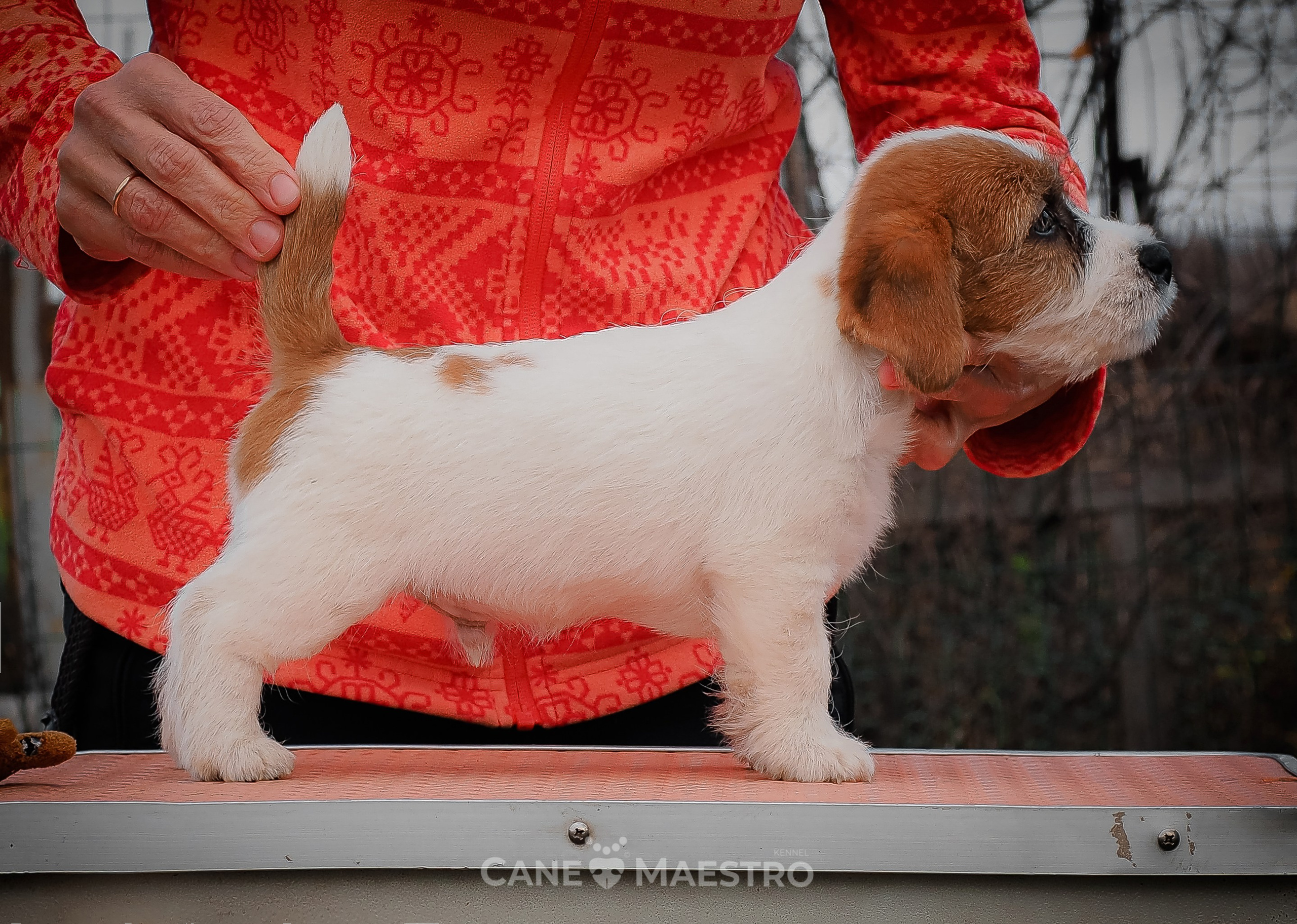 КобZ_3_брыж-27_08_25. КАНЕ МАЭСТРО — питомник Джек рассел терьеров