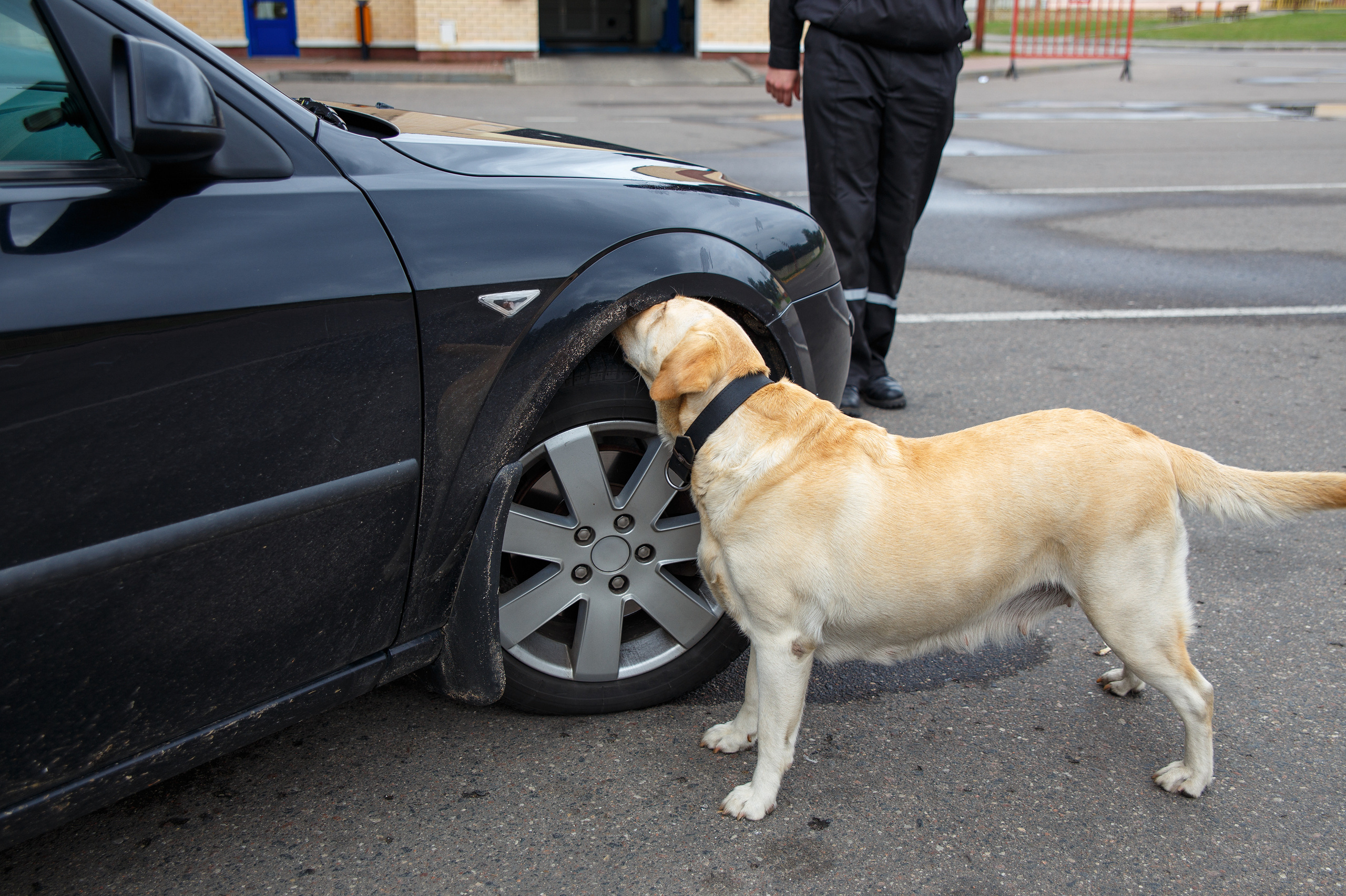 Фото животных. Профессиональный фотограф в Гродно и Республике Беларусь