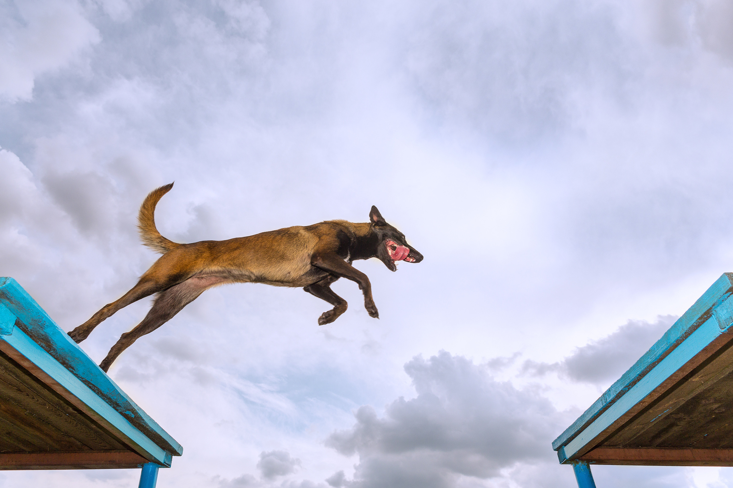 Фото животных. Профессиональный фотограф в Гродно и Республике Беларусь