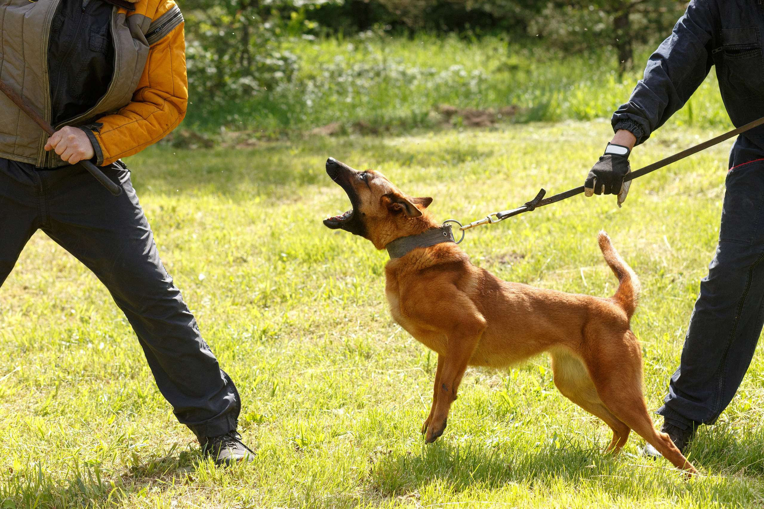 Фото животных. Профессиональный фотограф в Гродно и Республике Беларусь